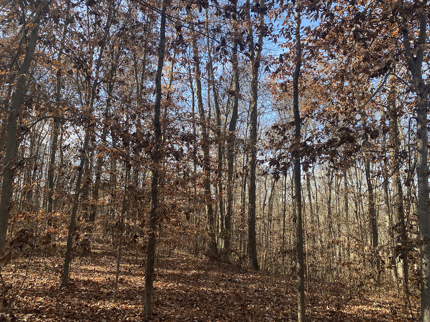 IMG_1749_monroe_county_land_for_sale