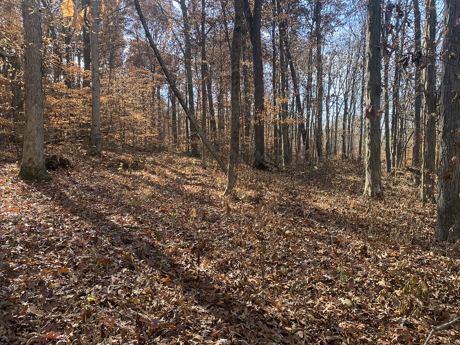 IMG_1750_monroe_county_land_for_sale