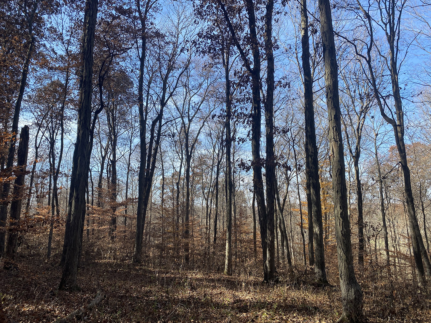 IMG_1752_monroe_county_land_for_sale