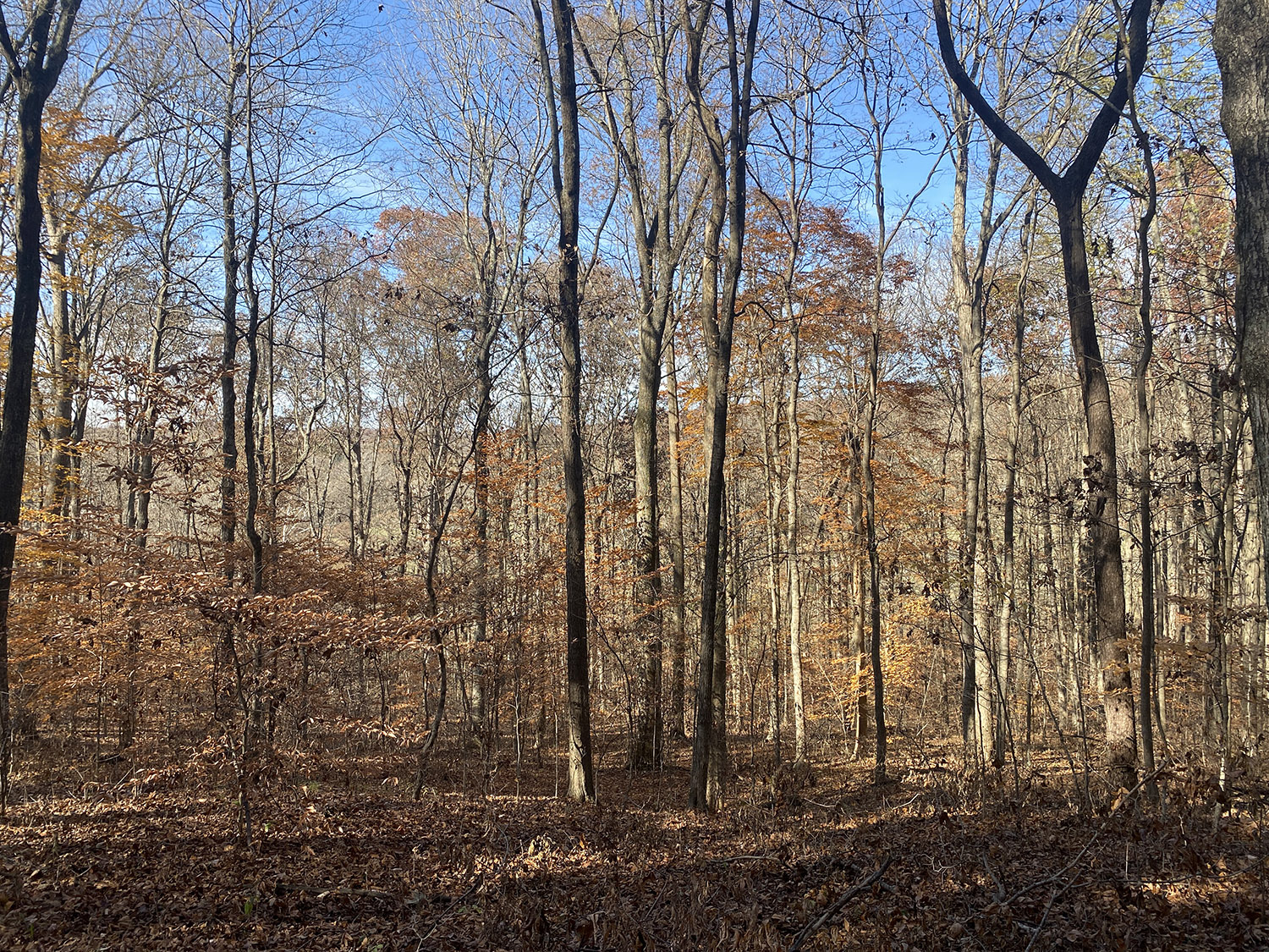 IMG_1753_monroe_county_land_for_sale