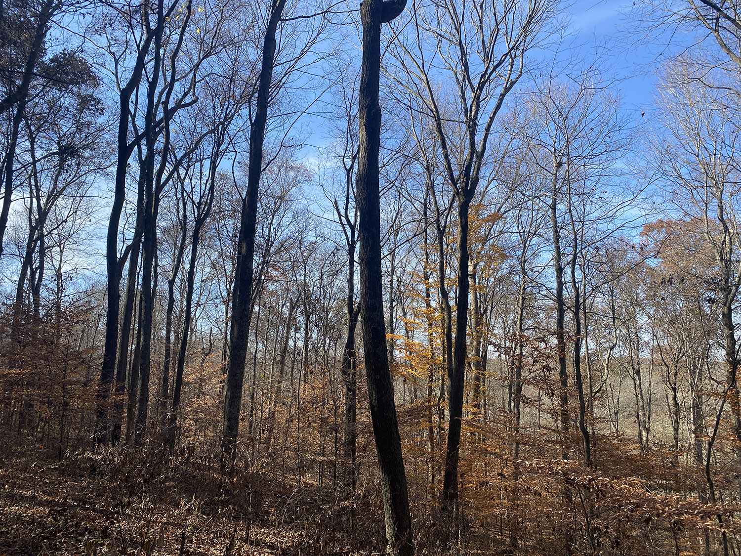 IMG_1754_monroe_county_land_for_sale