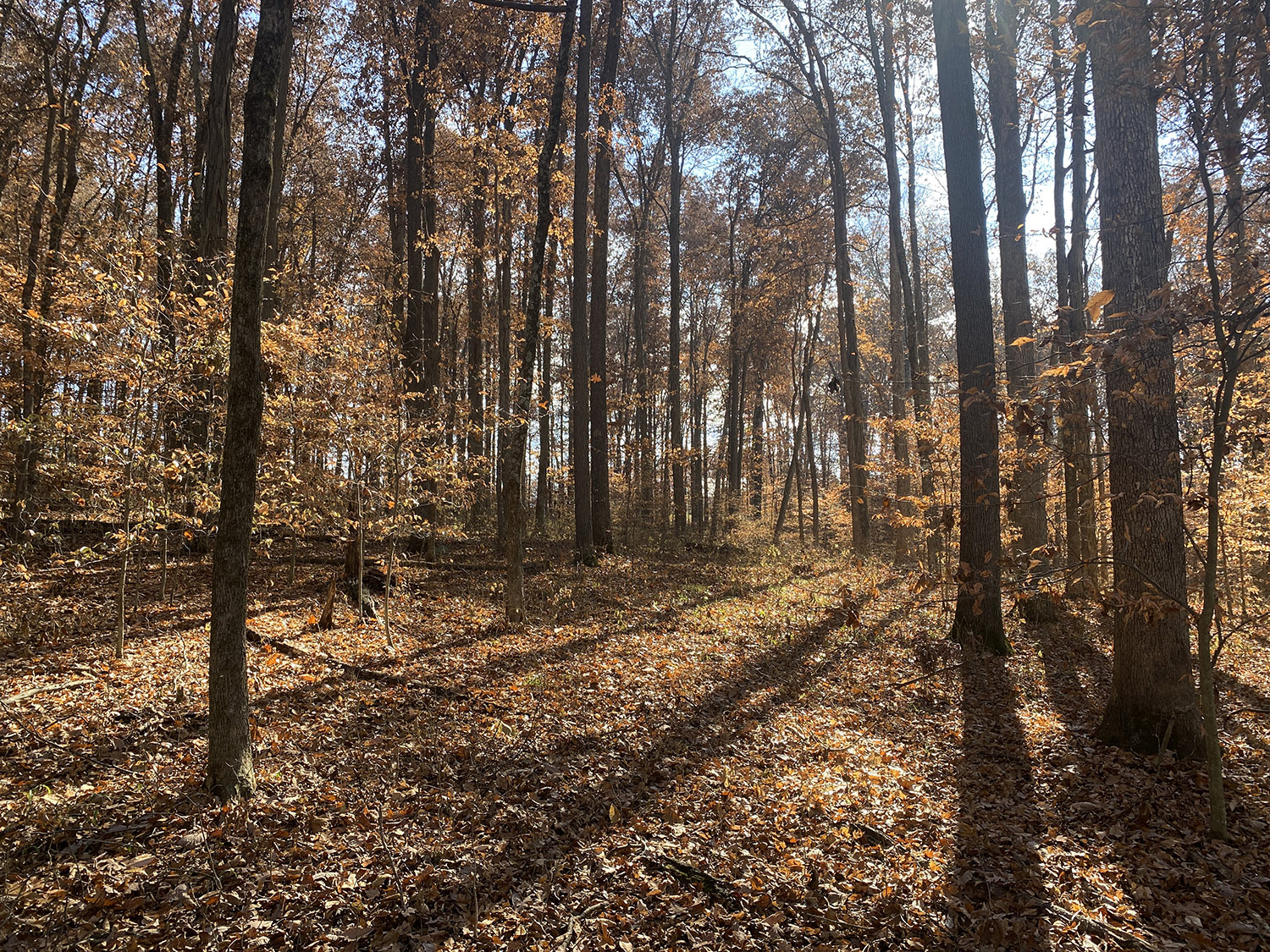 IMG_1755_monroe_county_land_for_sale