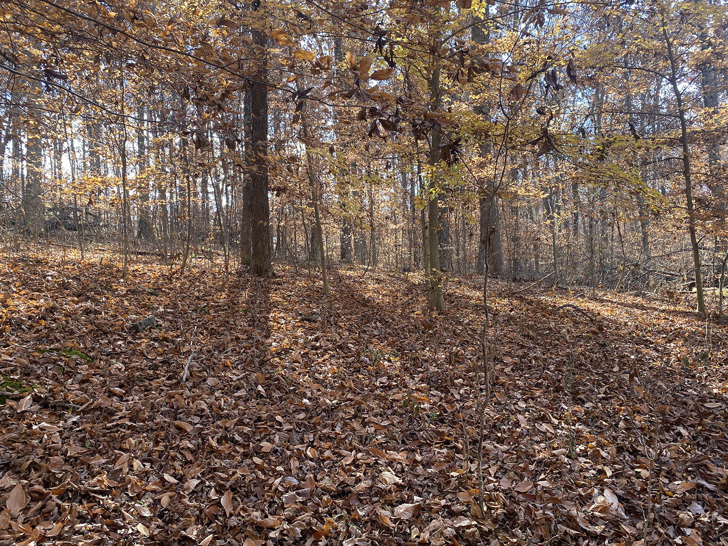 IMG_1757_monroe_county_land_for_sale