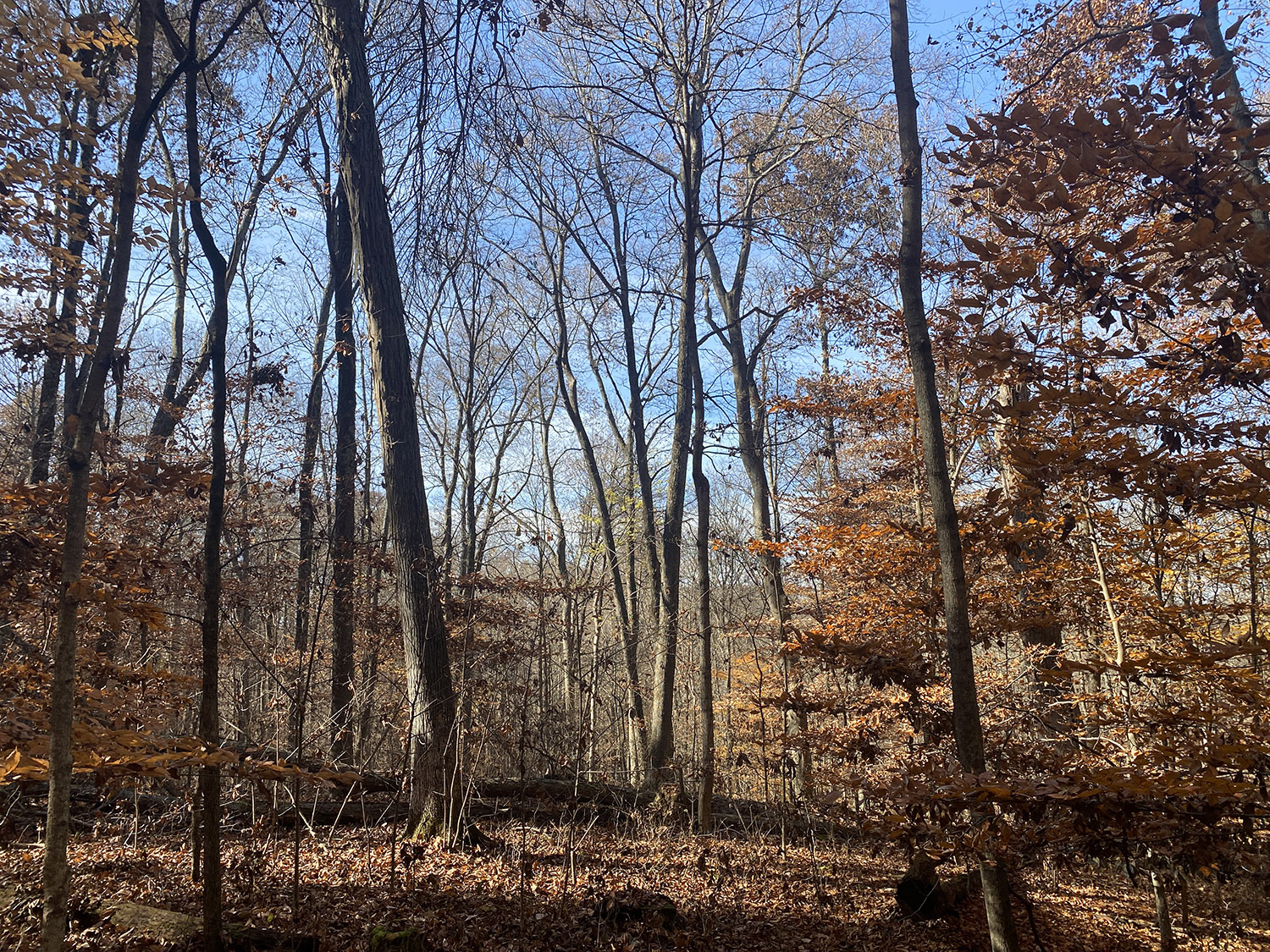 IMG_1758_monroe_county_land_for_sale