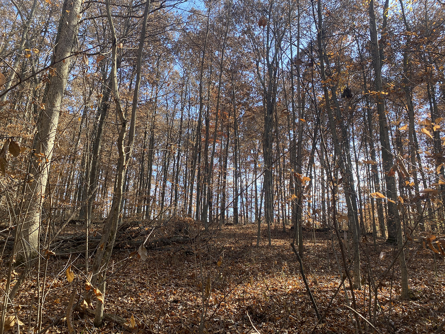 IMG_1759_monroe_county_land_for_sale