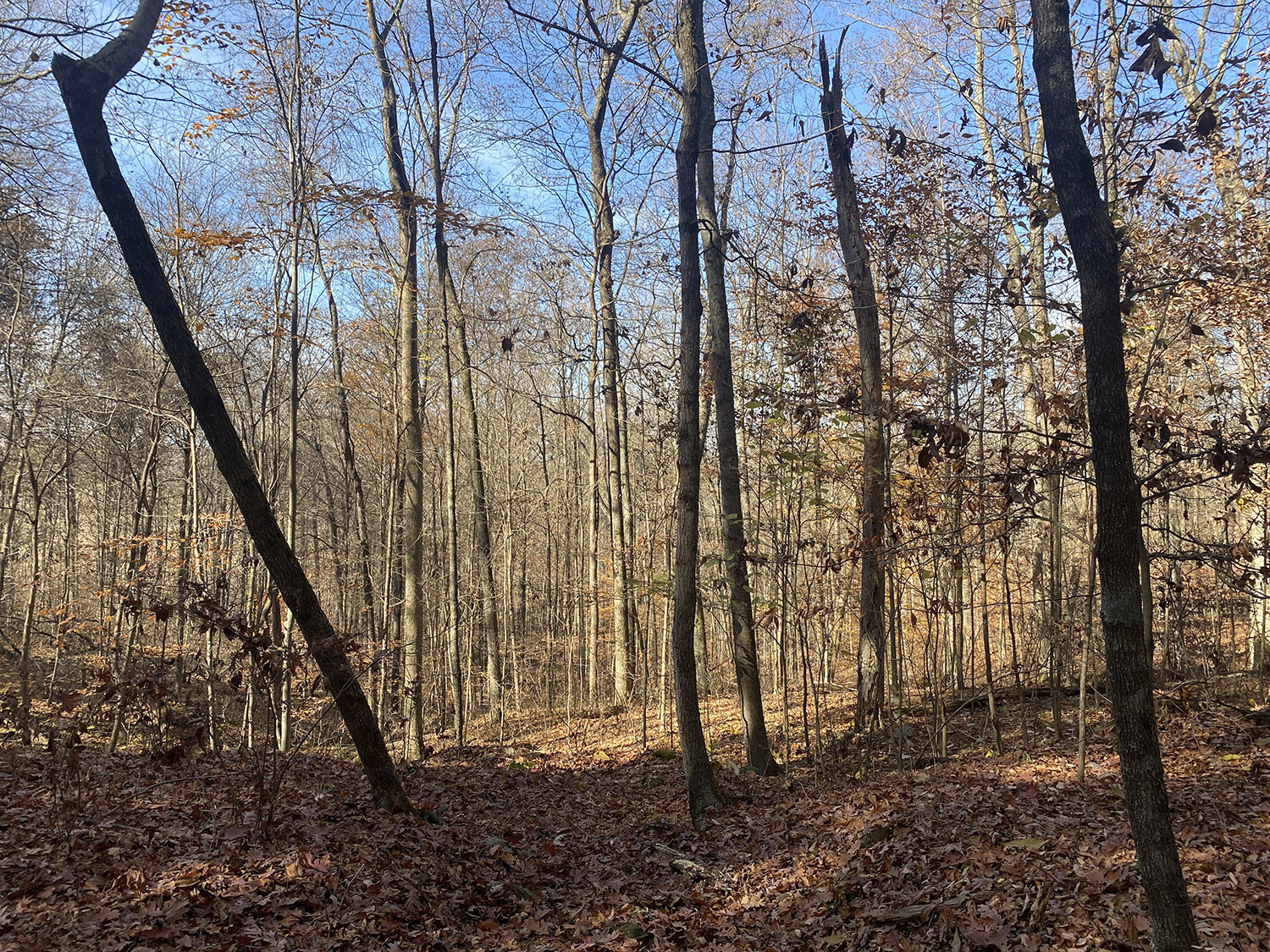 IMG_1760_monroe_county_land_for_sale