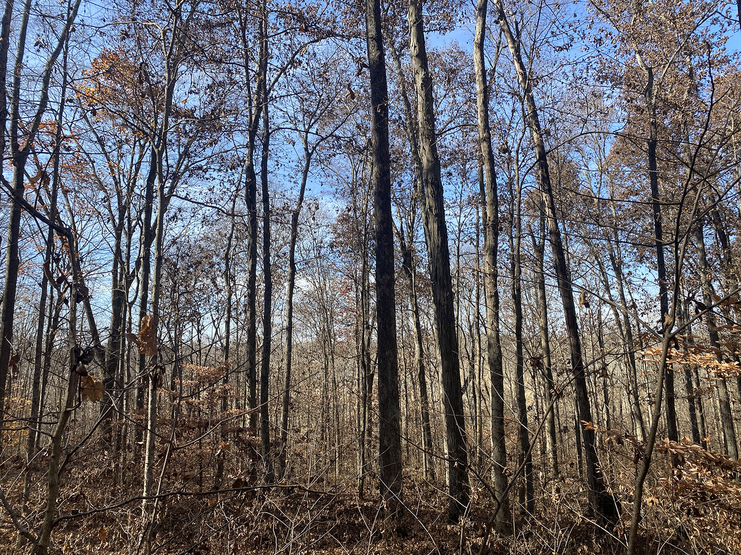 IMG_1764_monroe_county_land_for_sale