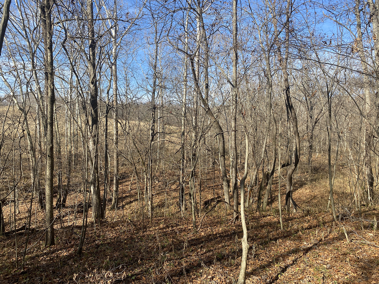 IMG_1768_monroe_county_land_for_sale