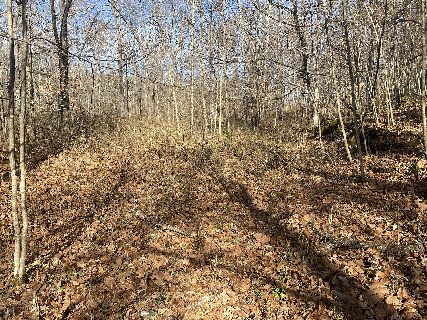 IMG_1769_monroe_county_land_for_sale