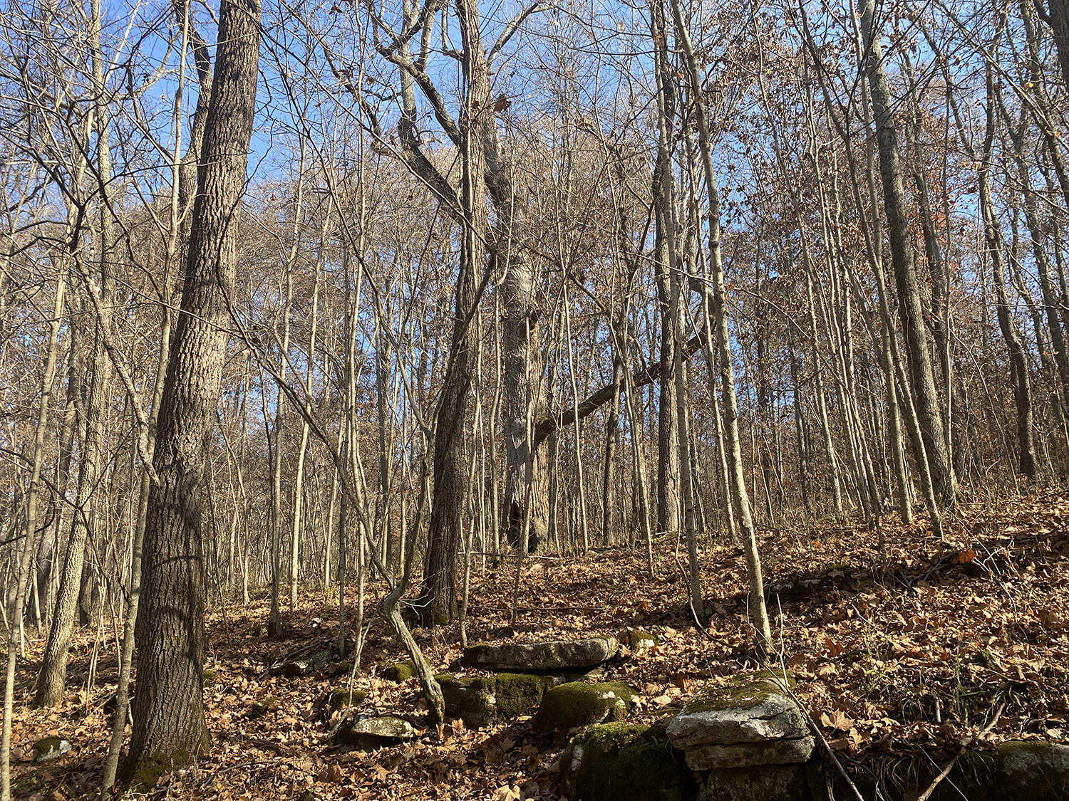 IMG_1770_monroe_county_land_for_sale