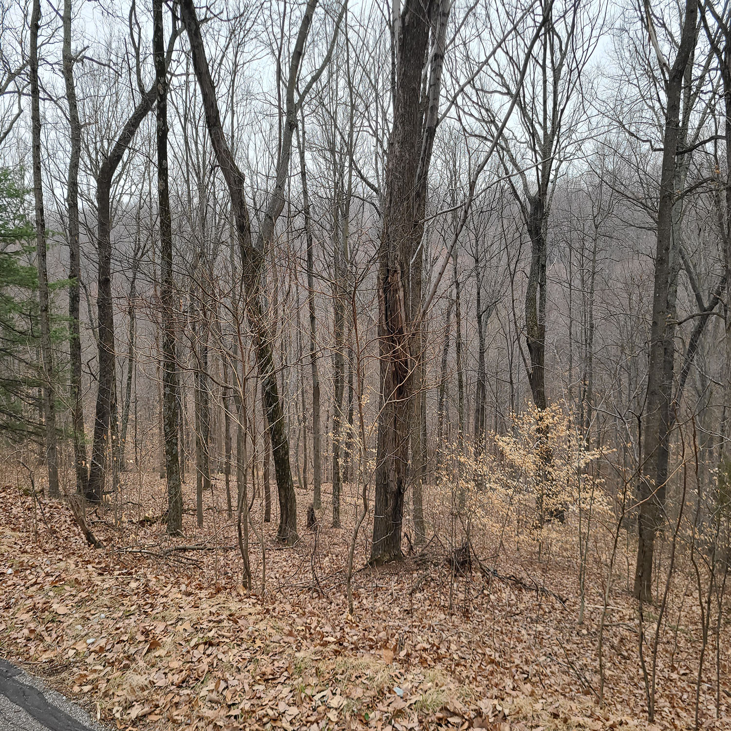 20230111_125016jpg_Wooded_Building_Site