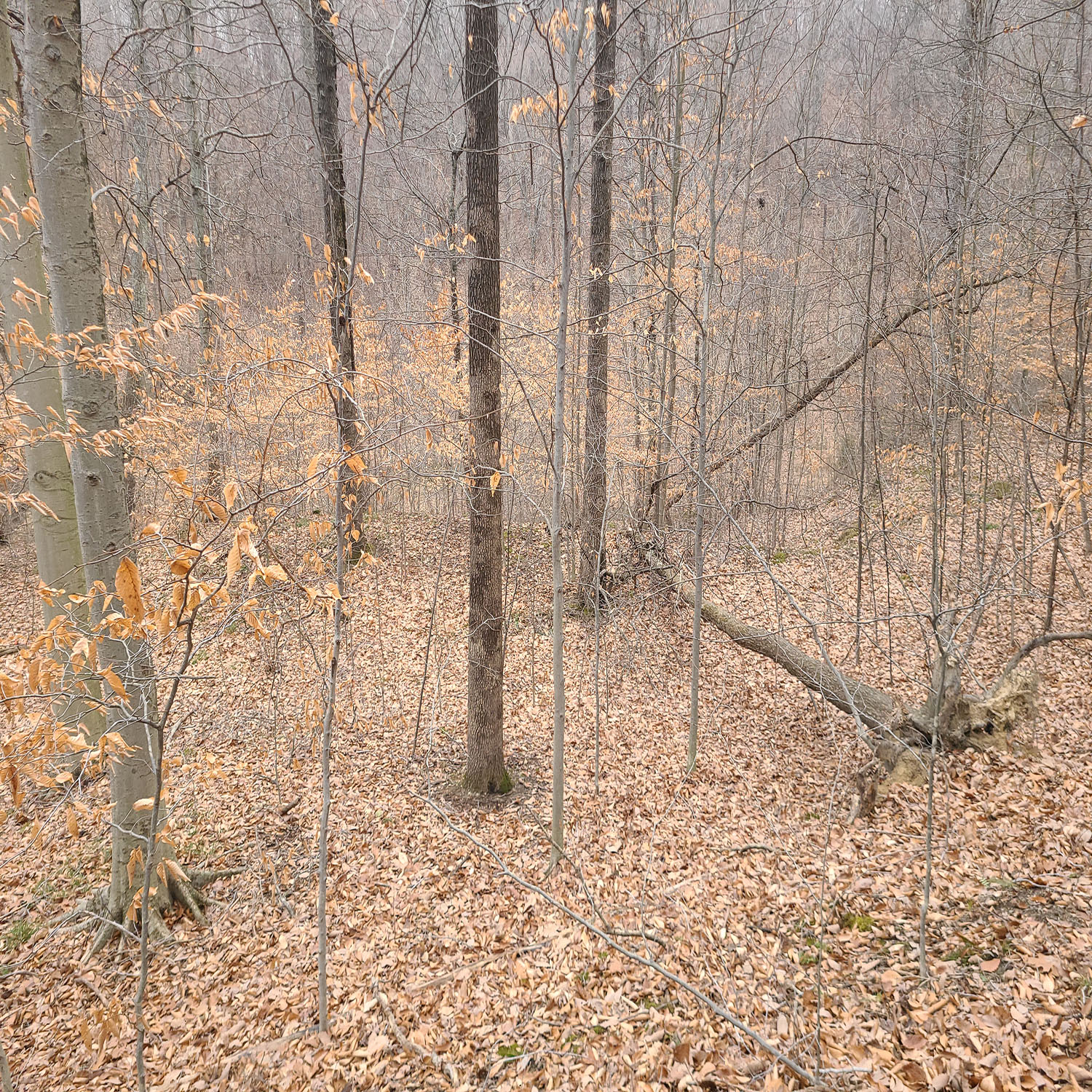 20230111_125807jpg_Wooded_Building_Site