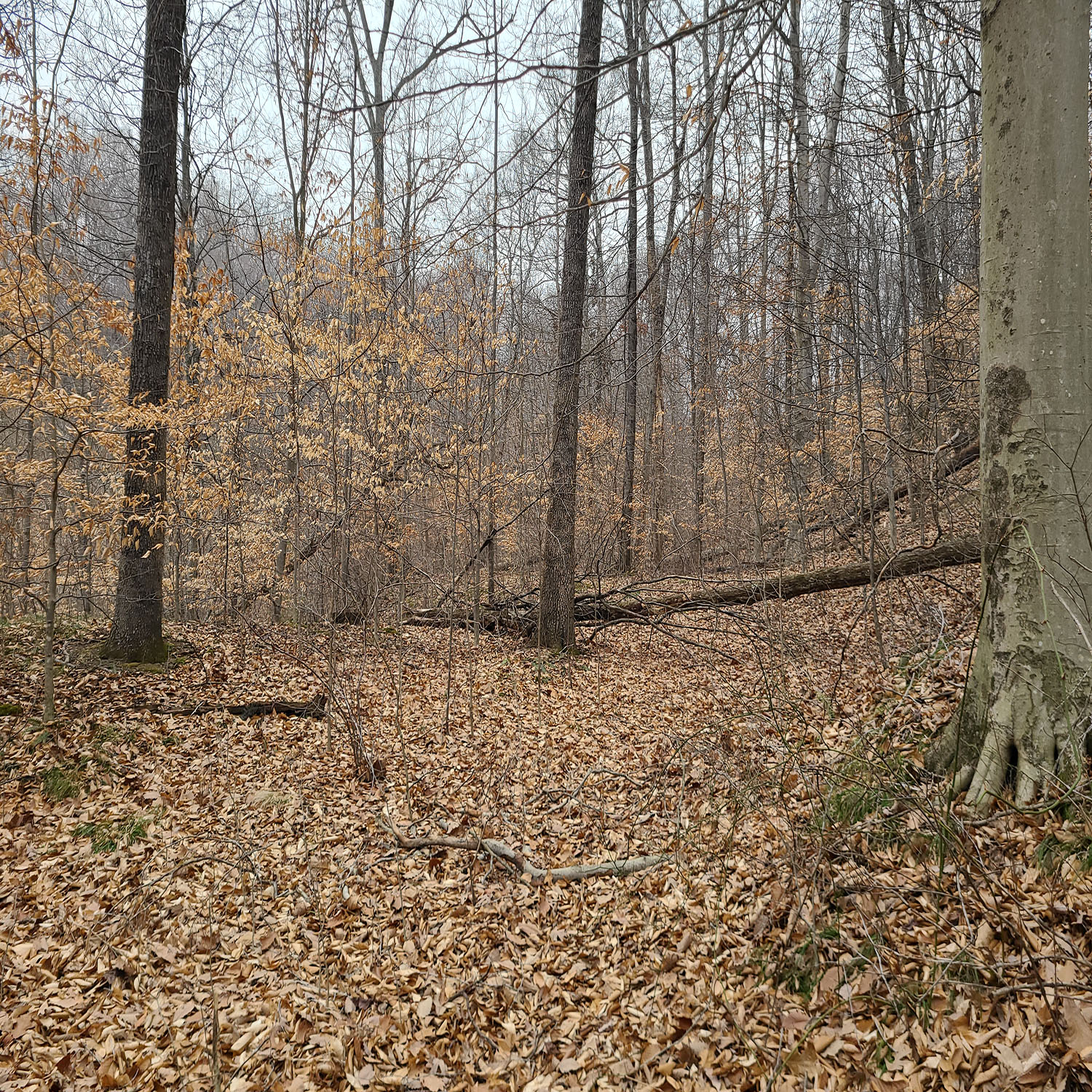 20230111_125842jpg_Wooded_Building_Site