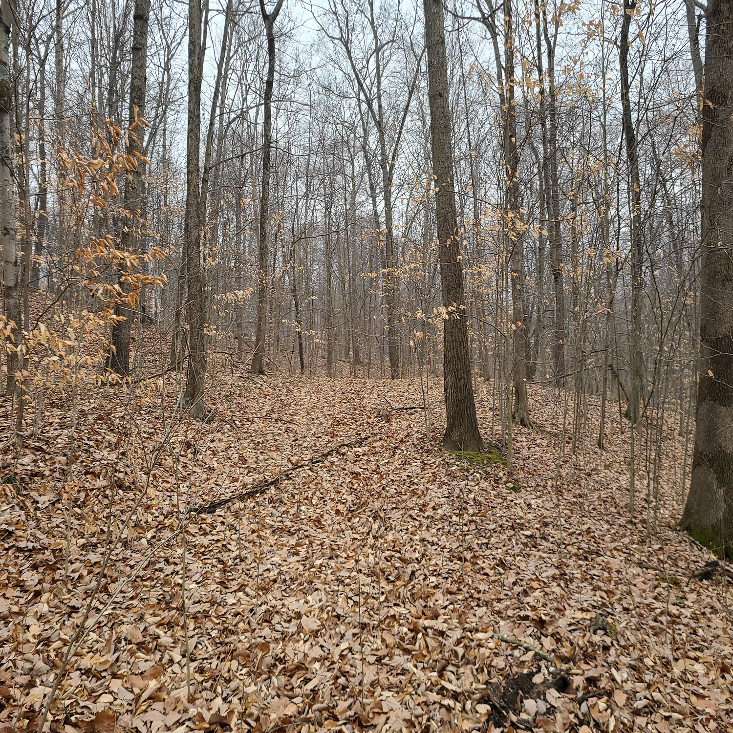 20230111_125956jpg_Wooded_Building_Site