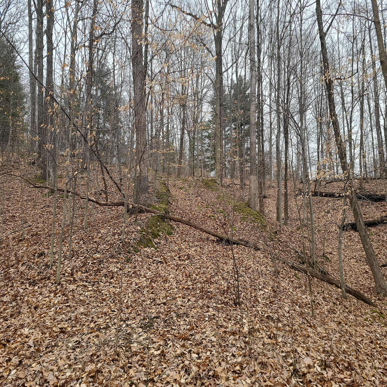 20230111_130055jpg_Wooded_Building_Site