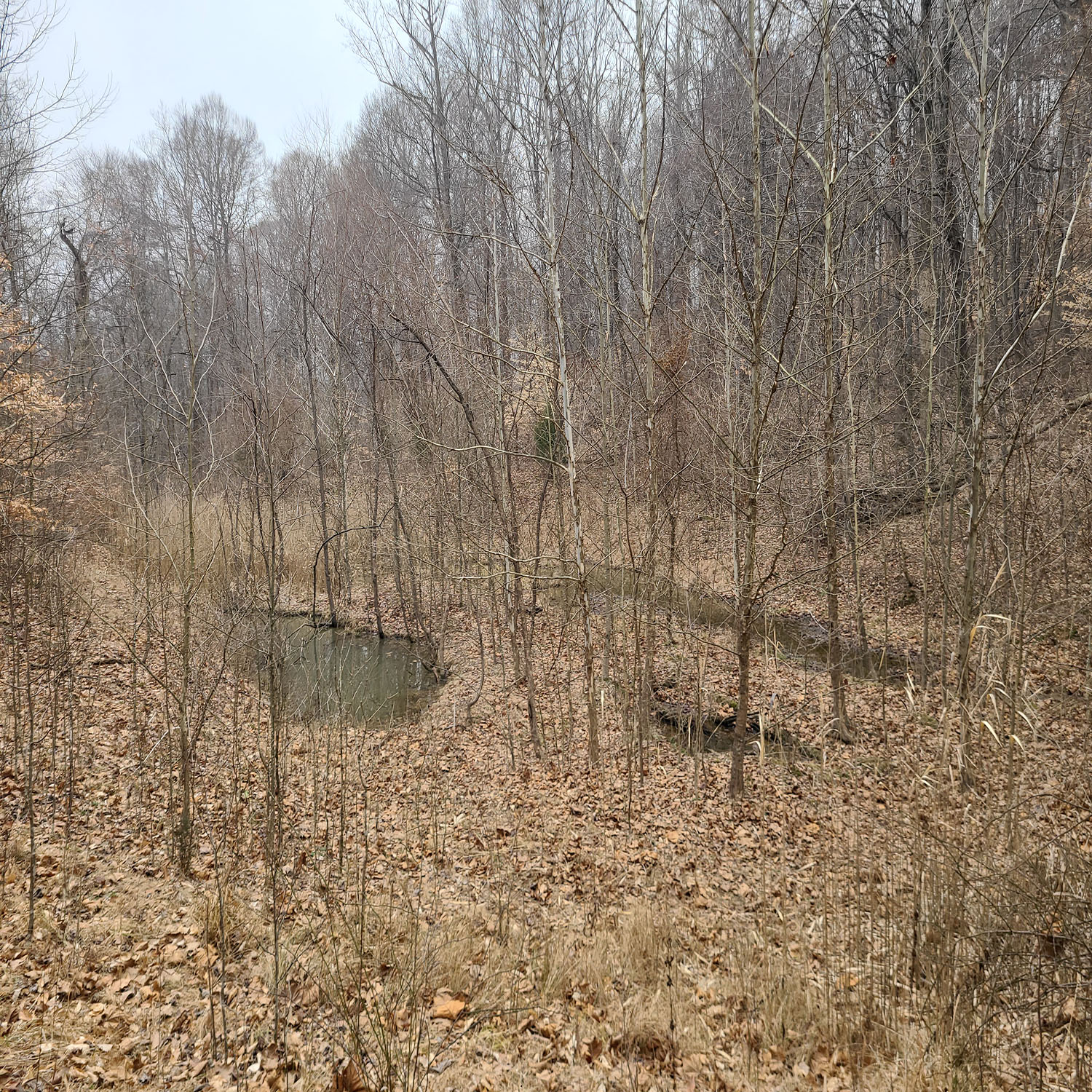 20230111_131145jpg_Wooded_Building_Site