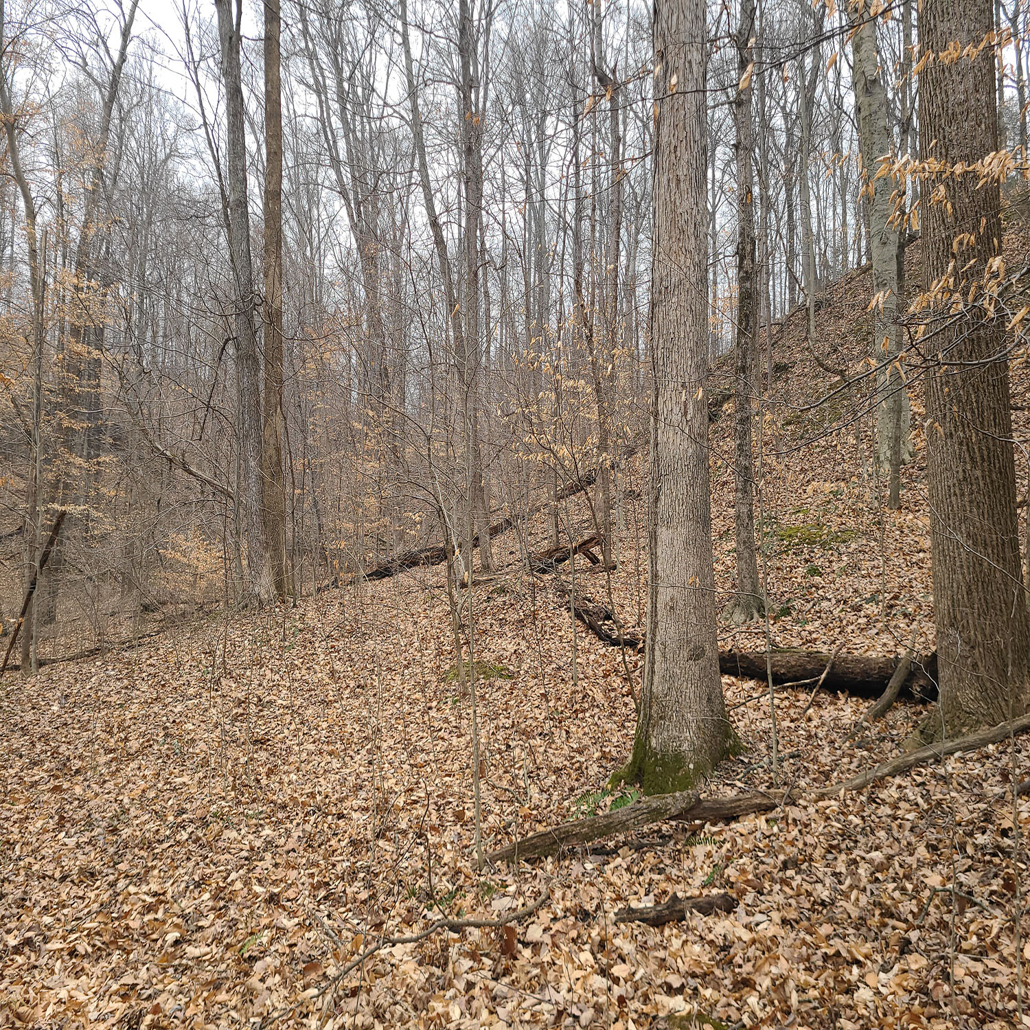 20230111_131215jpg_Wooded_Building_Site