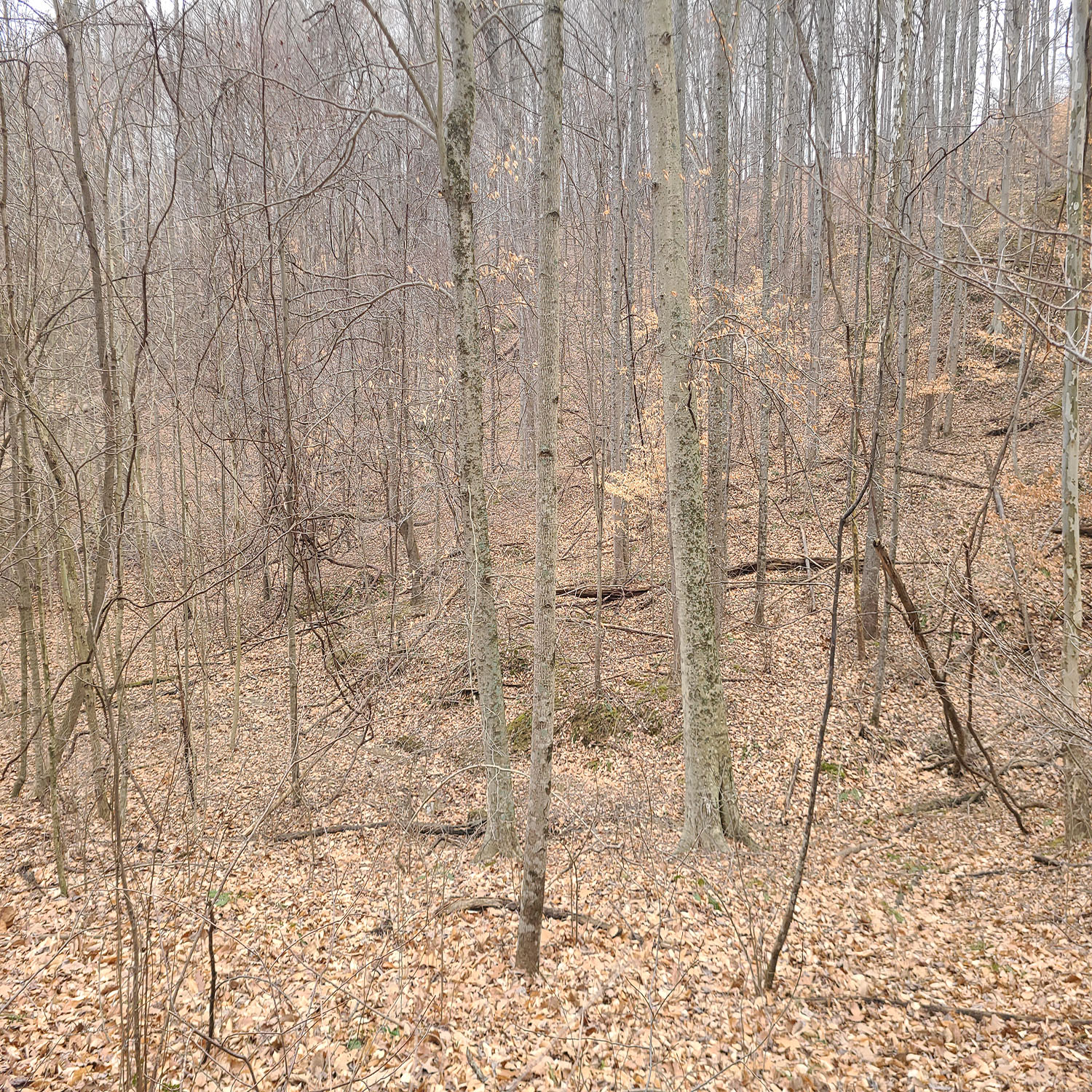 20230111_131243jpg_Wooded_Building_Site