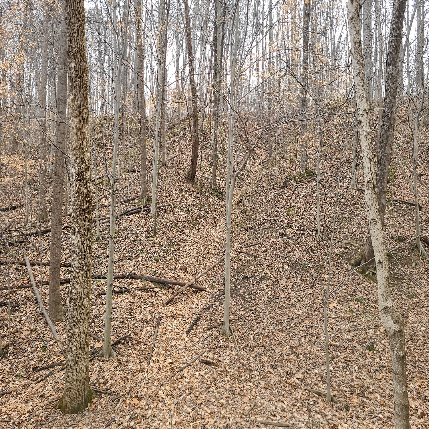 20230111_131307jpg_Wooded_Building_Site