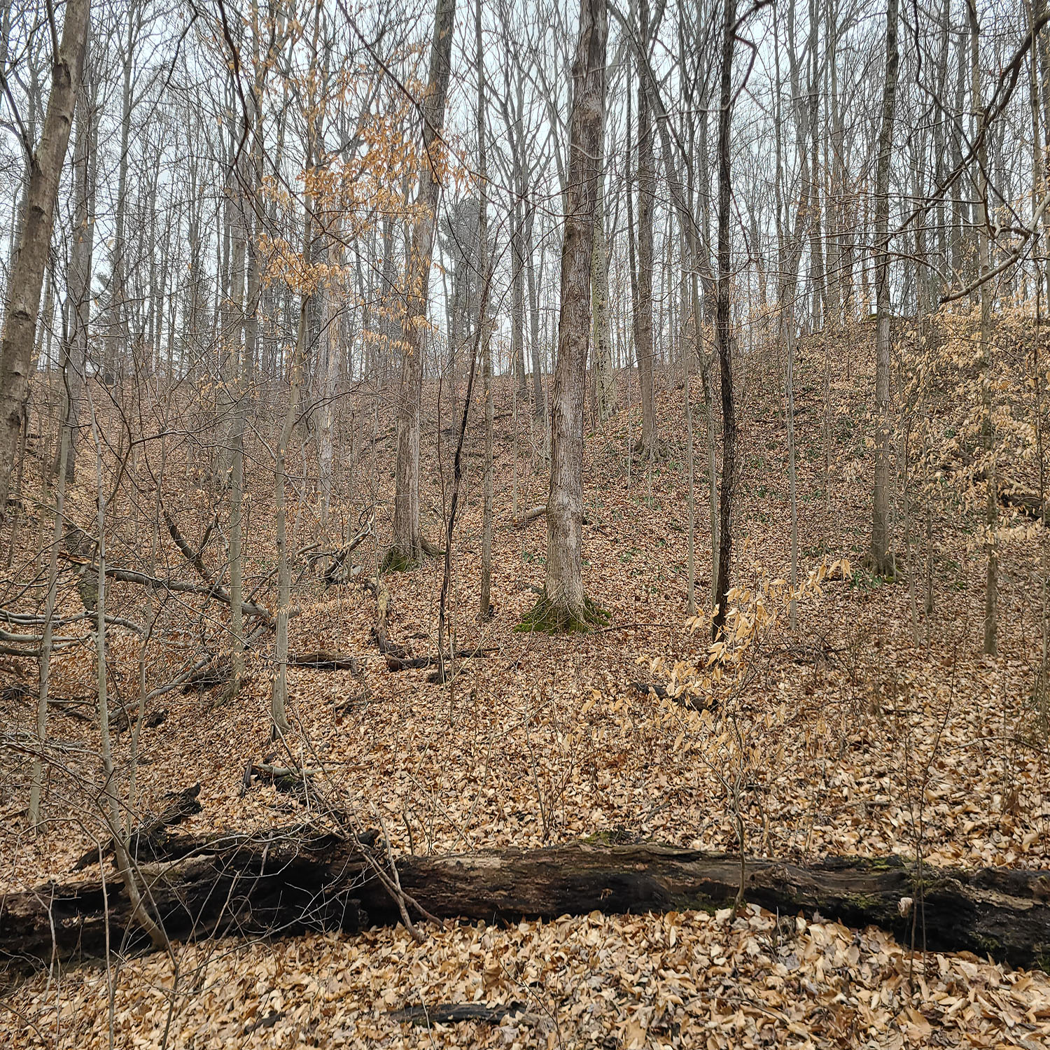 20230111_131317jpg_Wooded_Building_Site