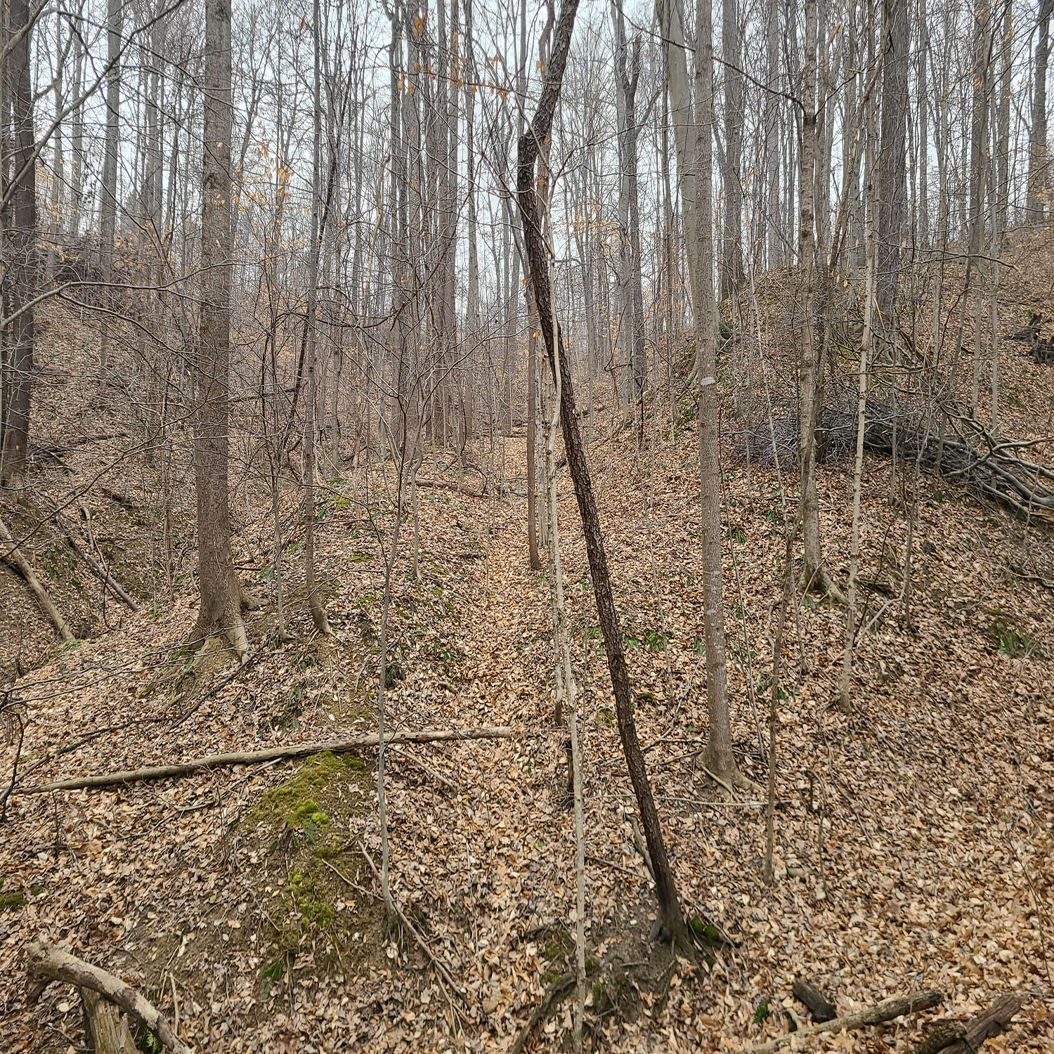 20230111_131322jpg_Wooded_Building_Site