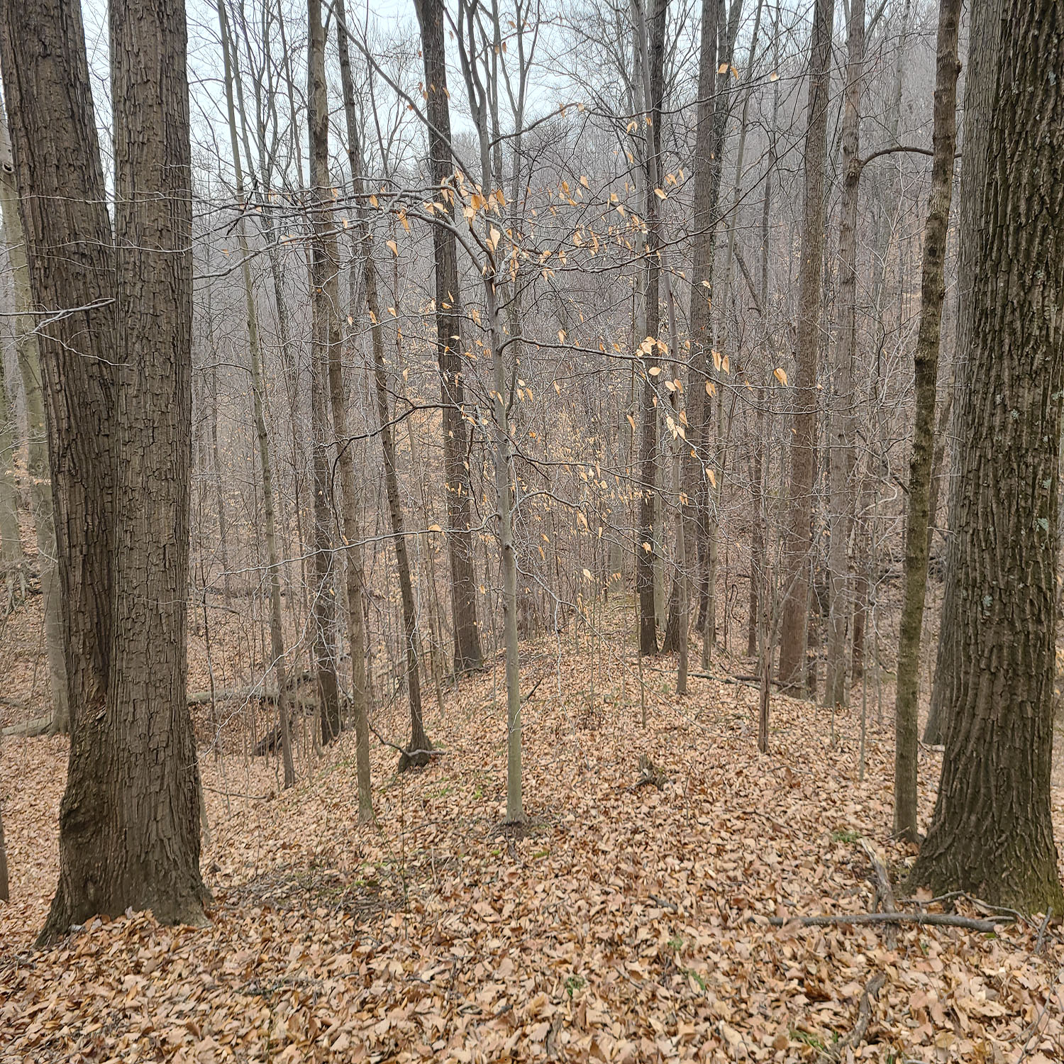 20230111_131624jpg_Wooded_Building_Site