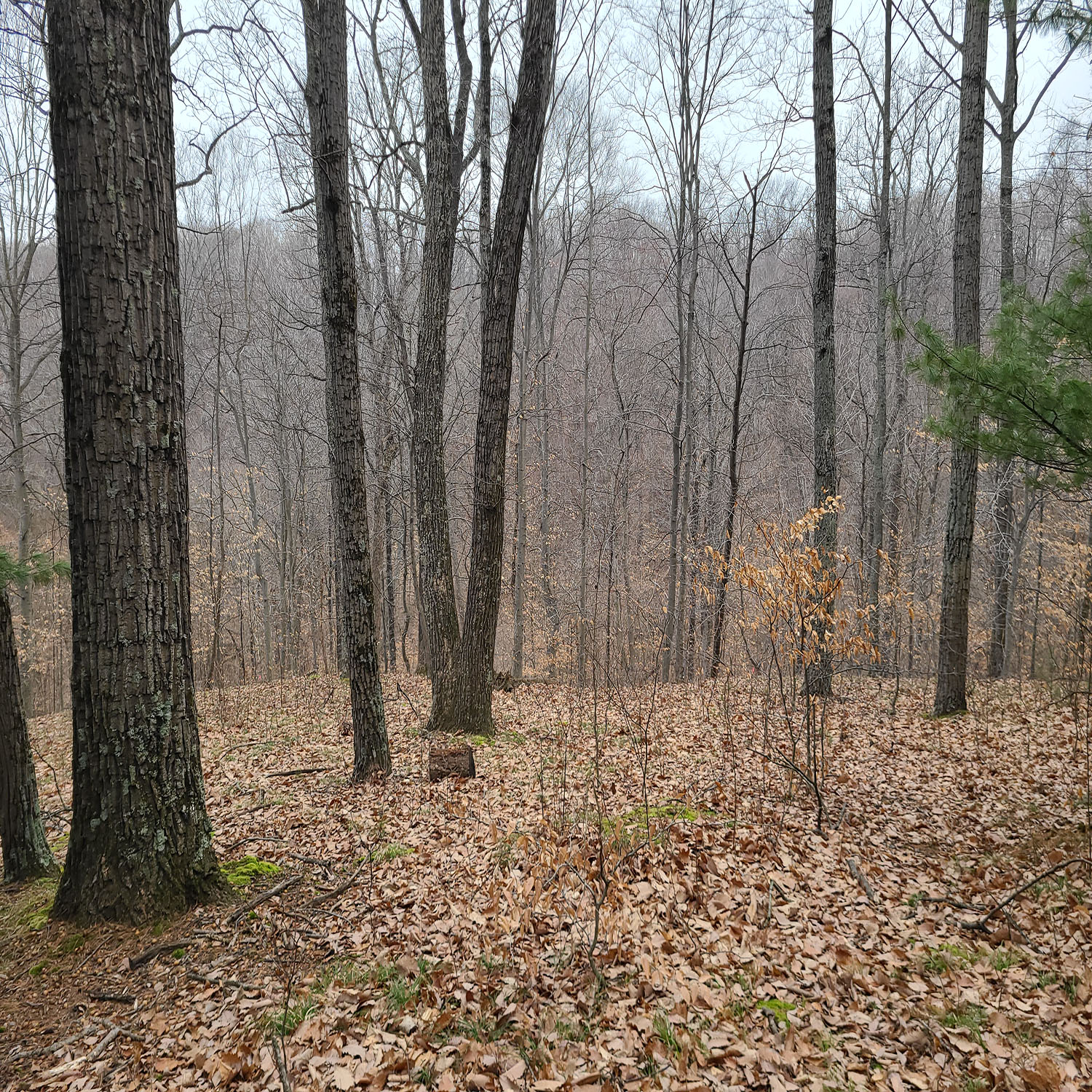 2_Homesite_Morgantown_Landjpg_Wooded_Building_Site