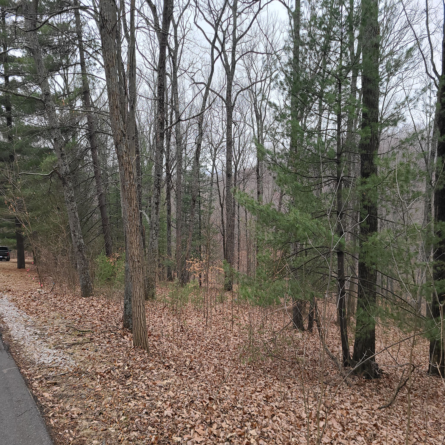 3_Timber_Investment_Morgan_Countyjpg_Wooded_Building_Site