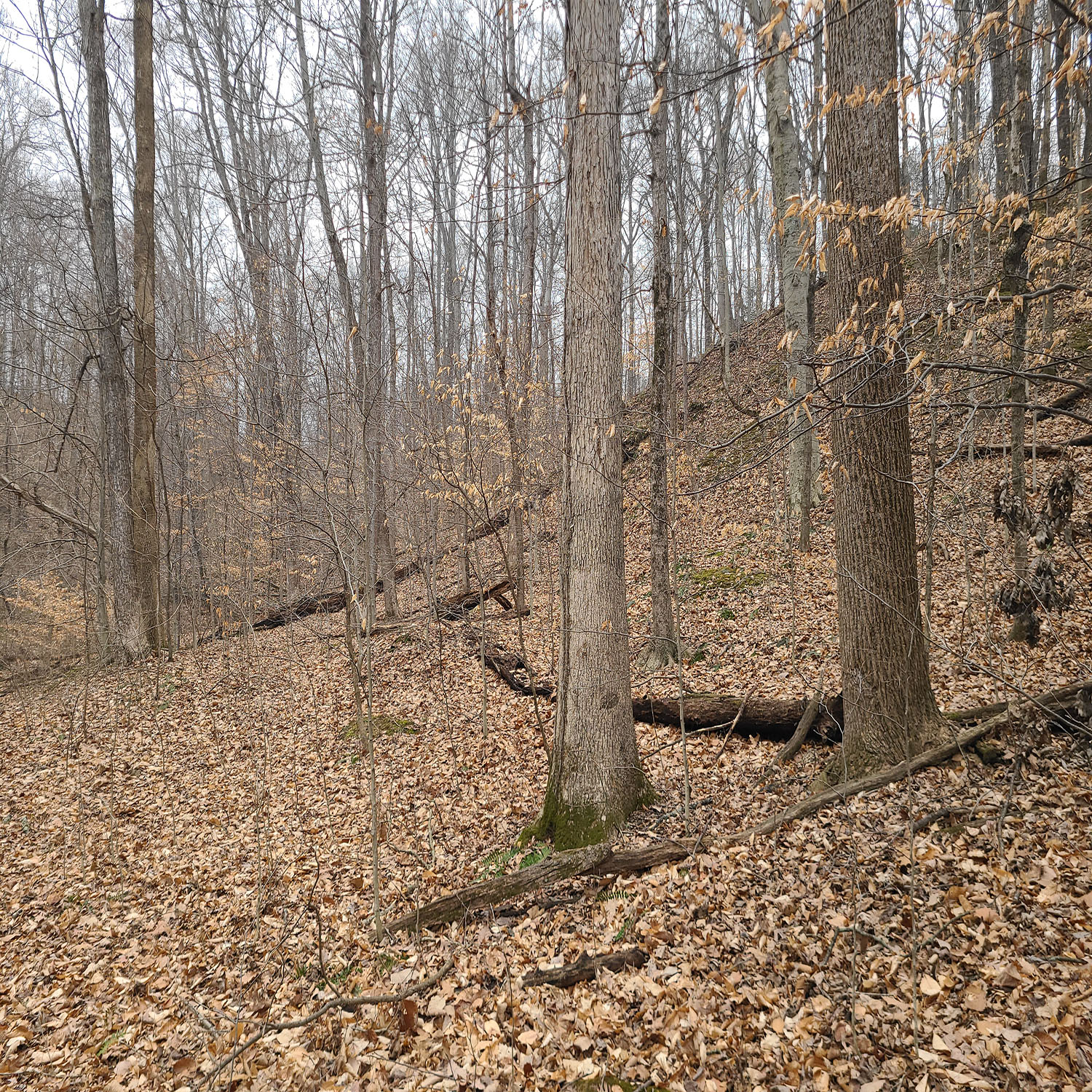 5_Hunting_Real_Estate_Mogan_Countyjpg_Wooded_Building_Site