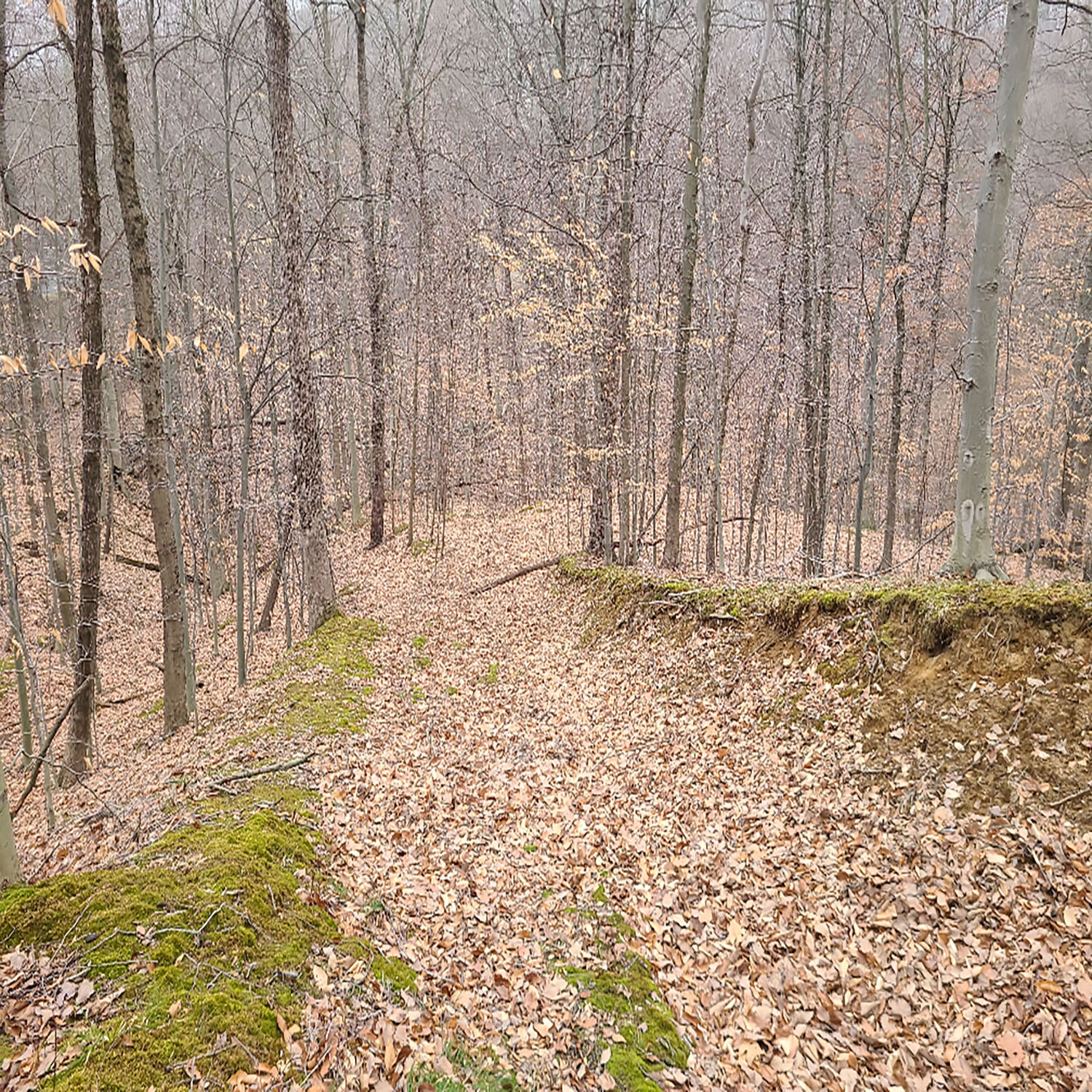 photo_0b3213ce-4cf2-4758-a3ff-5aa2a4c55bc9jpg_Wooded_Building_Site