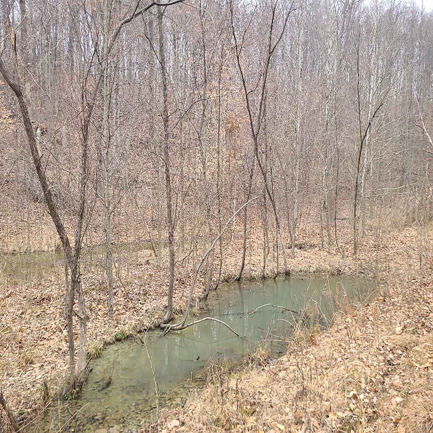 photo_468b20ff-2af0-4867-86de-a7b958474a47jpg_Wooded_Building_Site