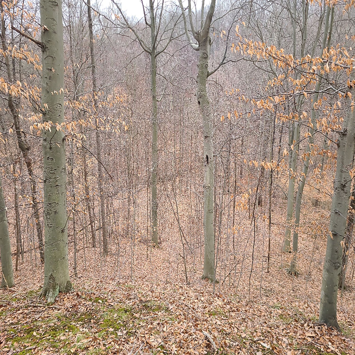 photo_54d9ea88-c1dc-44fb-8985-8d9bd8c47d0fjpg_Wooded_Building_Site