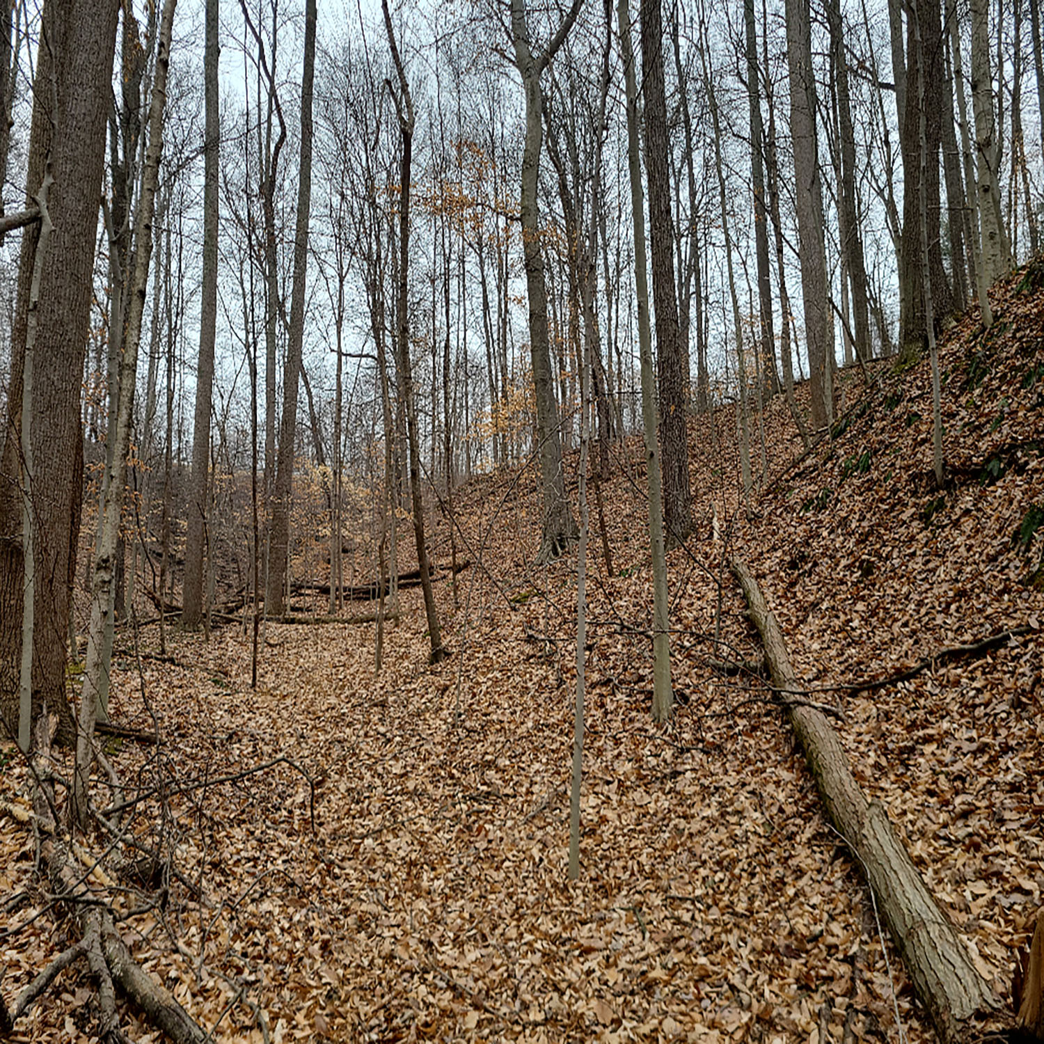 photo_7966da3c-3f26-40b7-b197-f3e5554af6a8jpg_Wooded_Building_Site