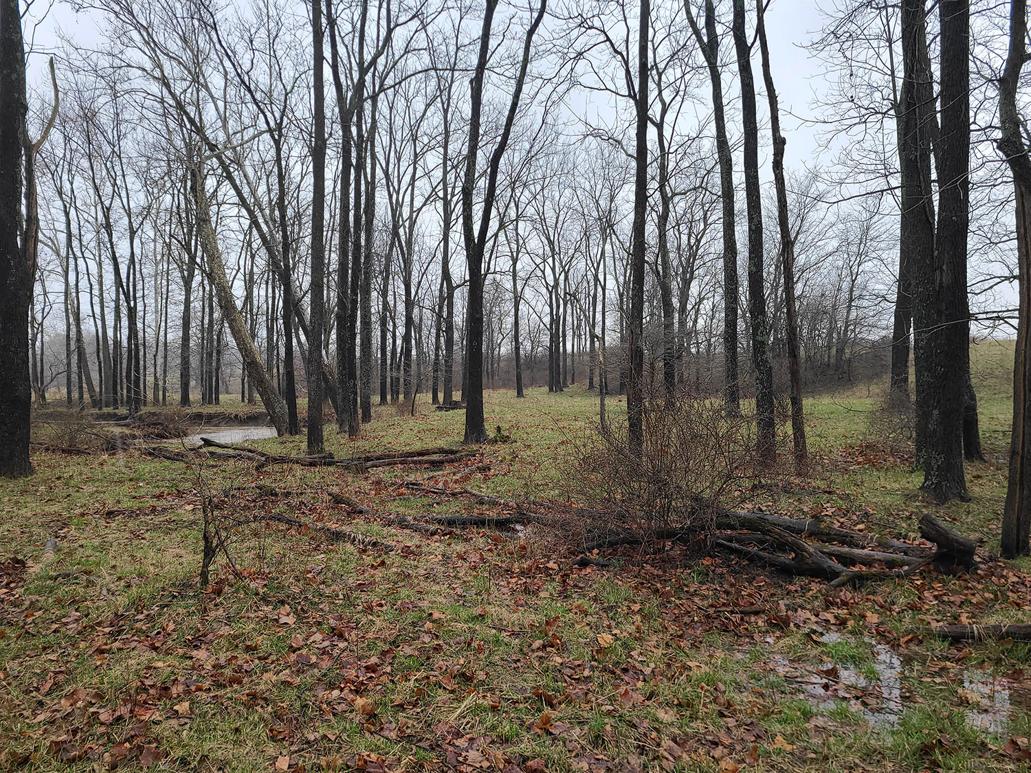 Beautiful Cattle Farm Fayette County 80+ Acres Farm Real Estate