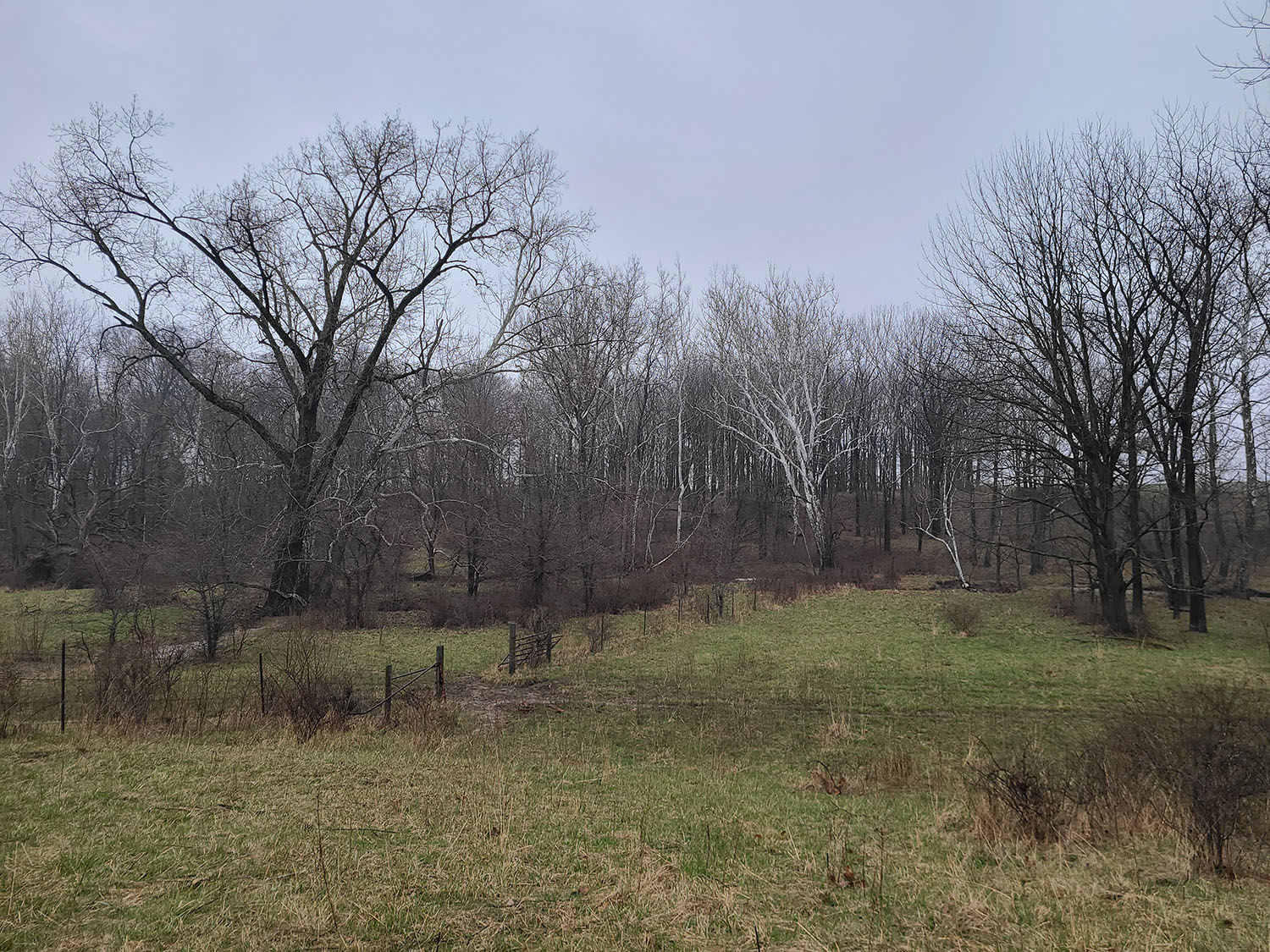 Beautiful Cattle Farm Fayette County 80+ Acres Farm Real Estate