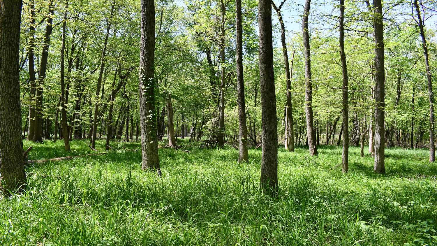 10 +/ Acres Near Tippecanoe River, Pulaski County Farm Real Estate for Sale, Wooded Property