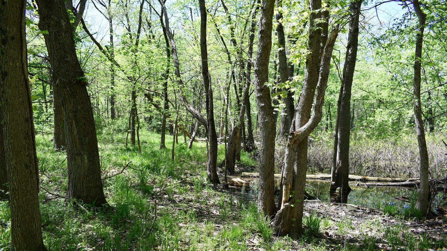 10 +/ Acres Near Tippecanoe River, Pulaski County Farm Real Estate