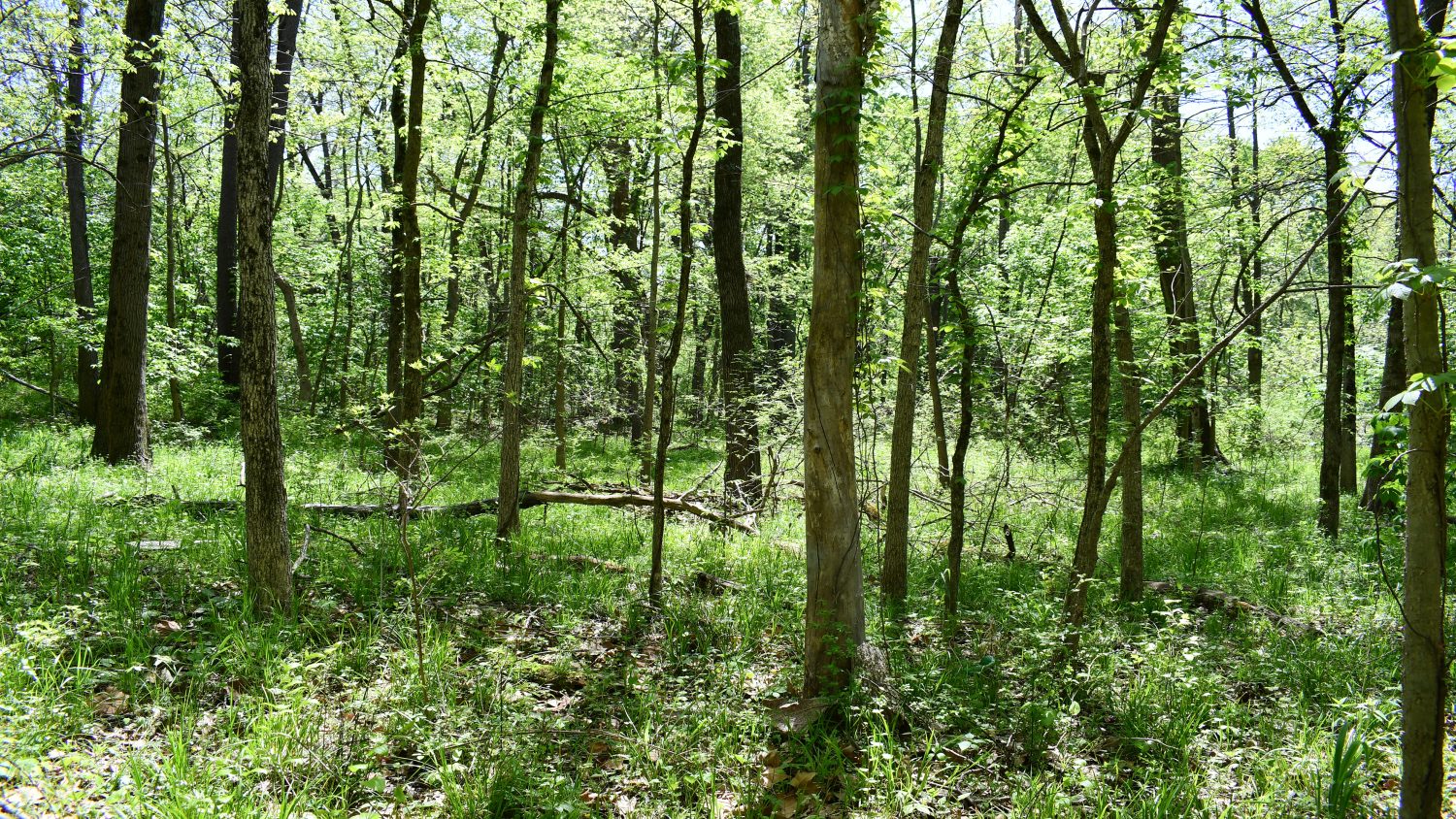 10 +/ Acres Near Tippecanoe River, Pulaski County Farm Real Estate