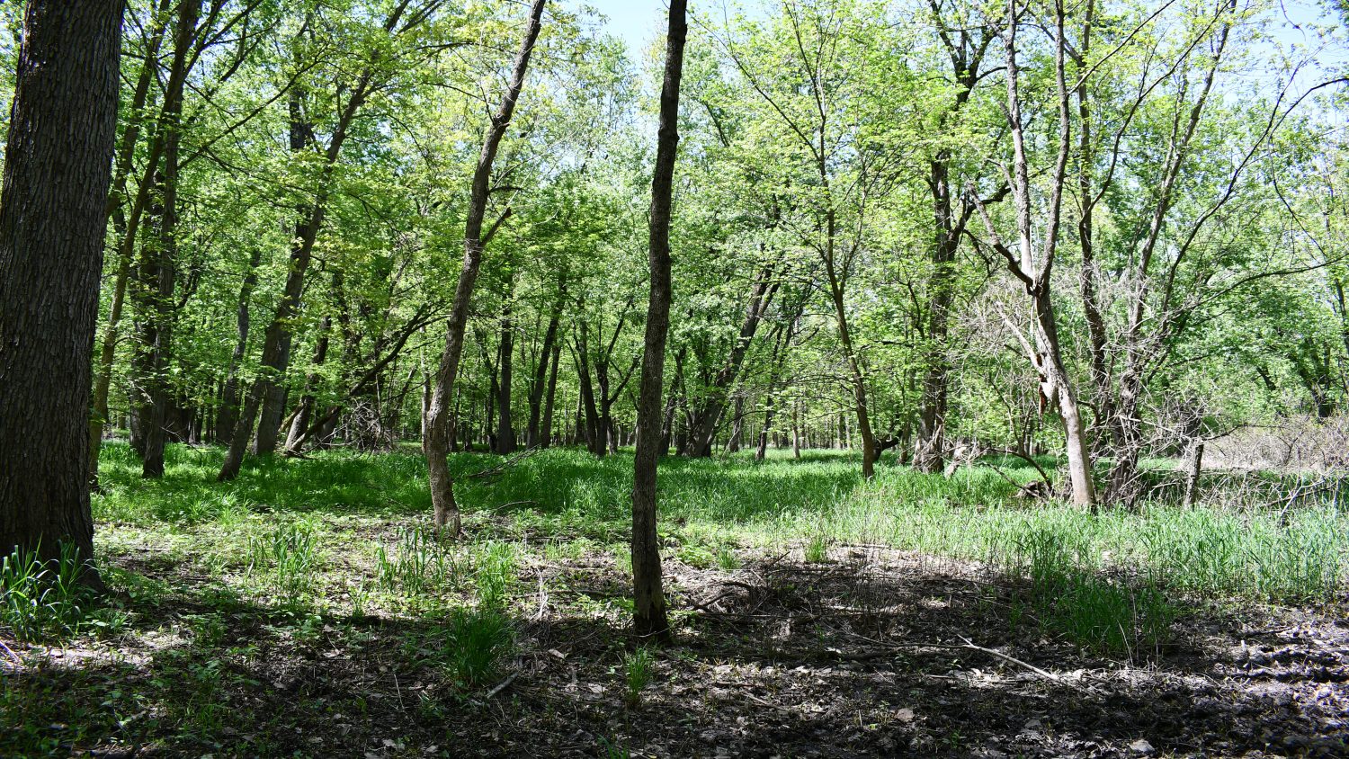 10 +/ Acres Near Tippecanoe River, Pulaski County Farm Real Estate