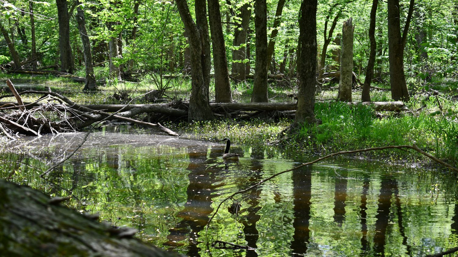 10 +/ Acres Near Tippecanoe River, Pulaski County Farm Real Estate