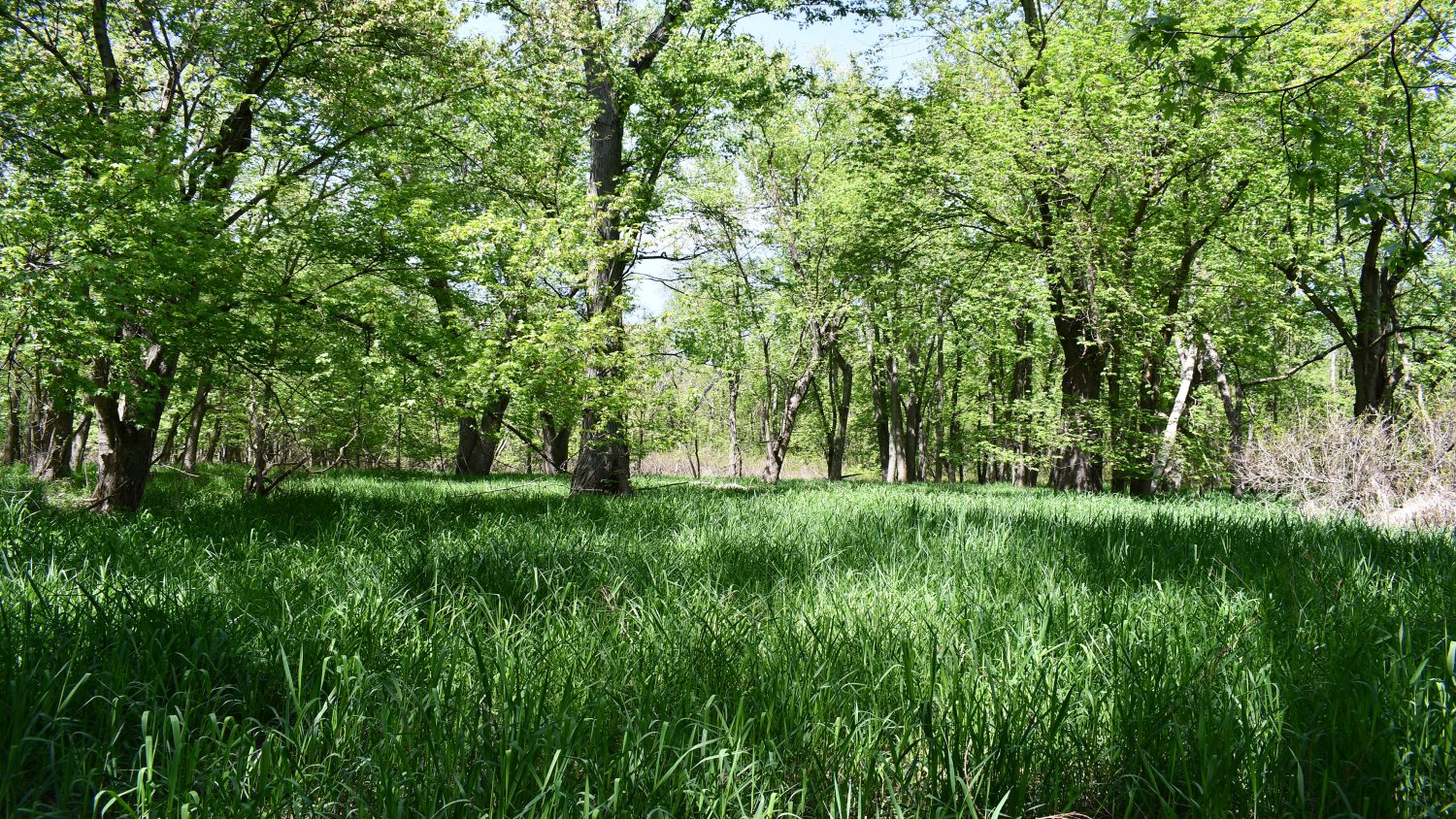 10 +/ Acres Near Tippecanoe River, Pulaski County Farm Real Estate