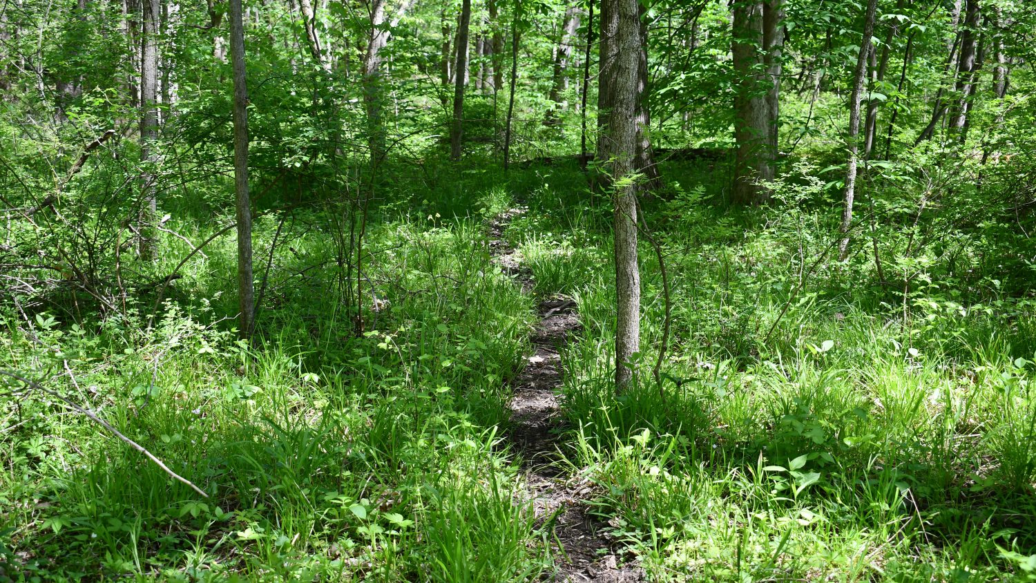 10 +/ Acres Near Tippecanoe River, Pulaski County Farm Real Estate