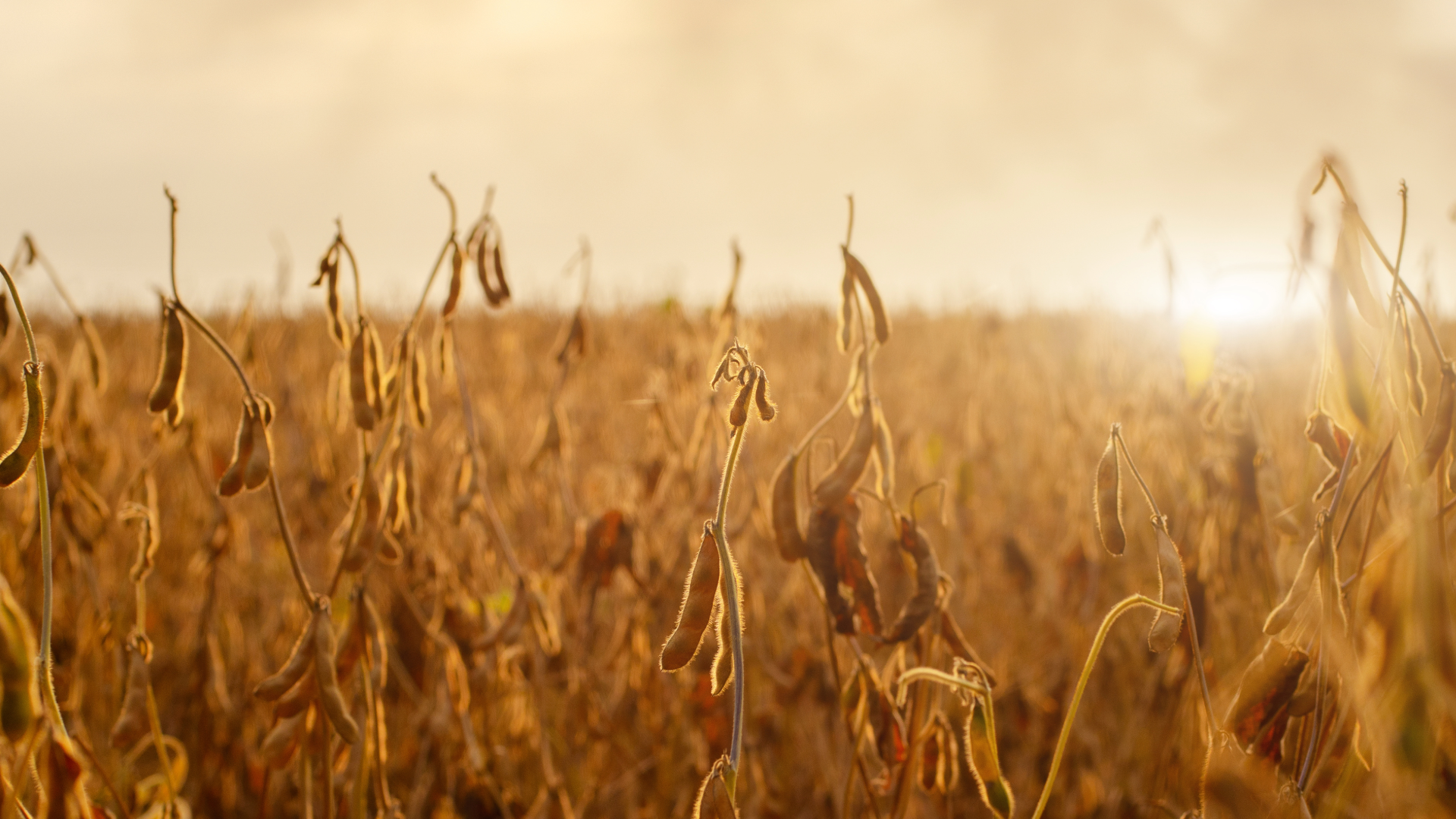 ag econ forecast (8)