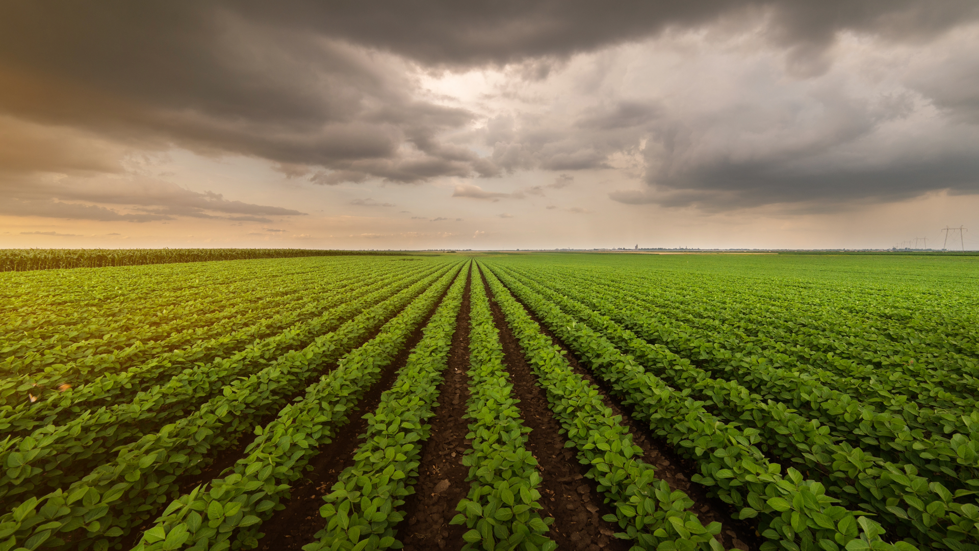 Chapter 12 Bankruptcy and Farmland Assets (3)