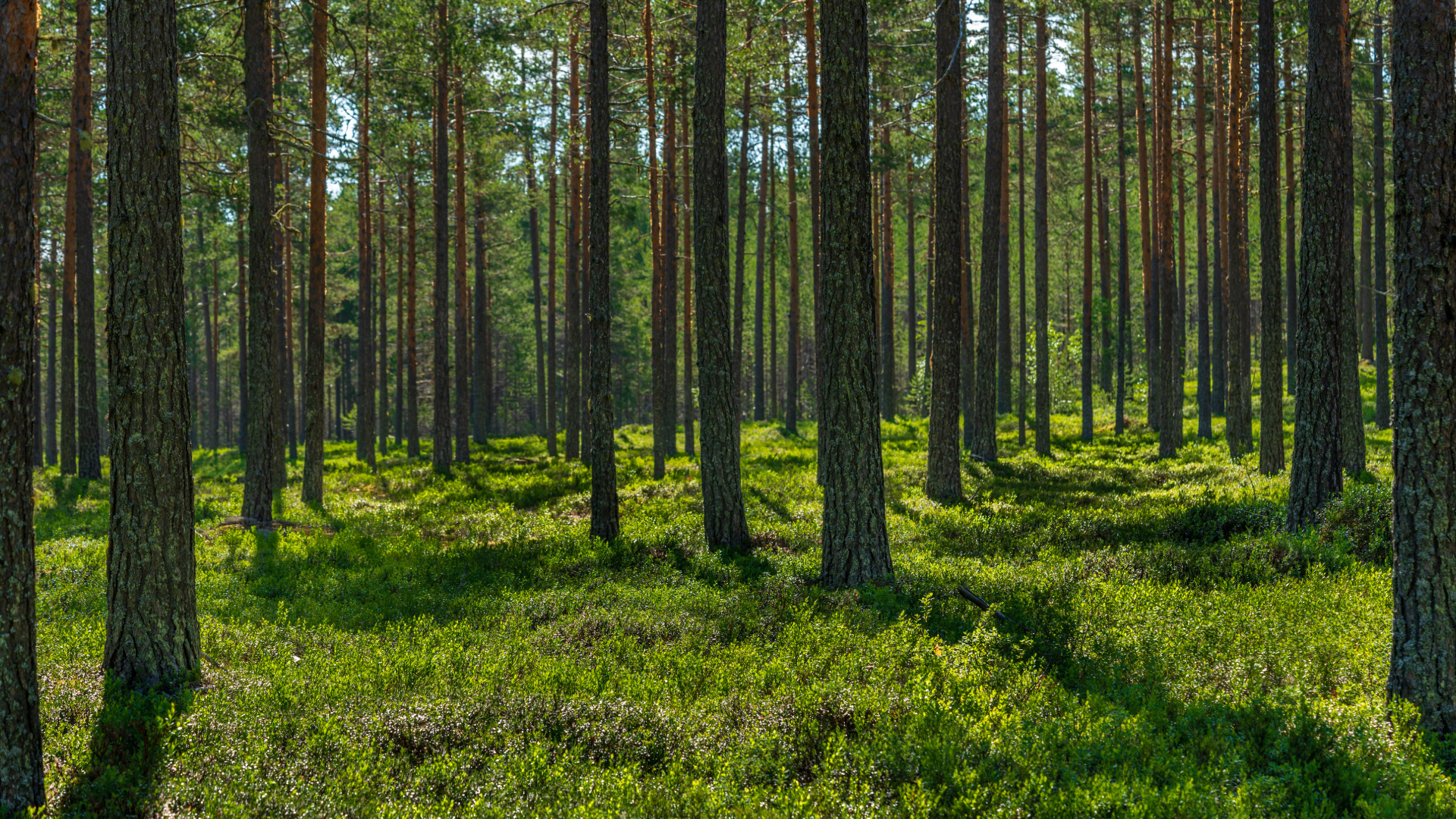 Chapter 12 Bankruptcy and Farmland Assets (2)