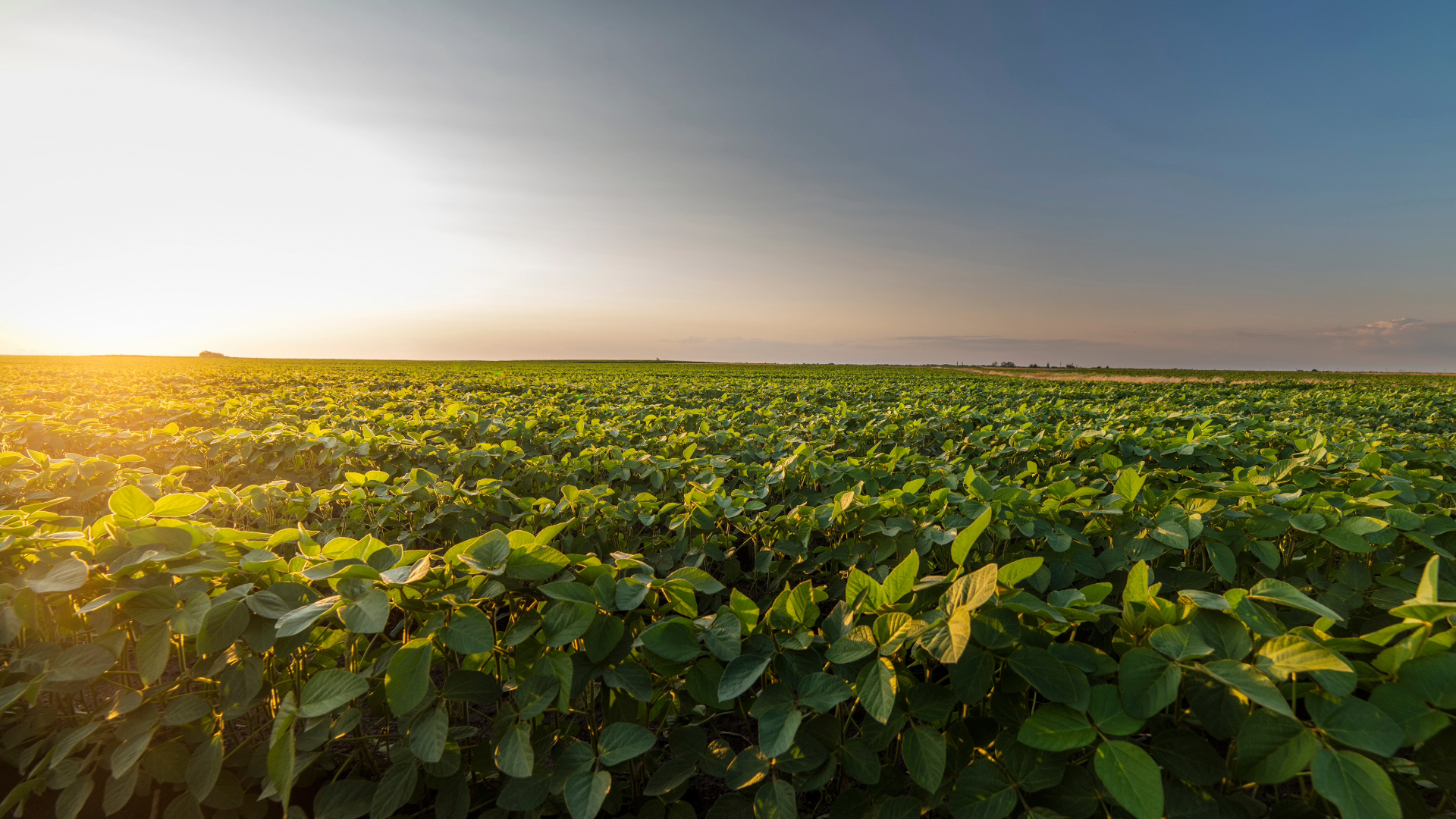 ag econ forecast (9)