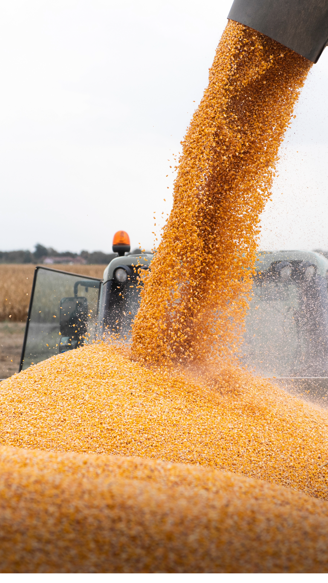 ag econ forecast (3)