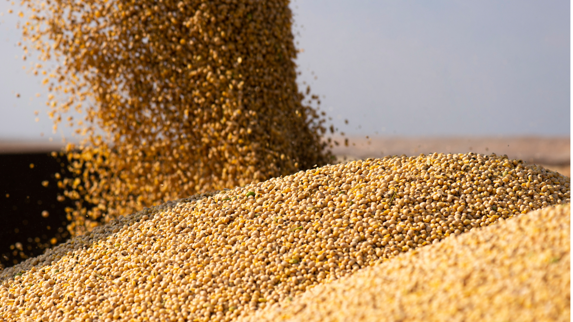 ag econ forecast (10)