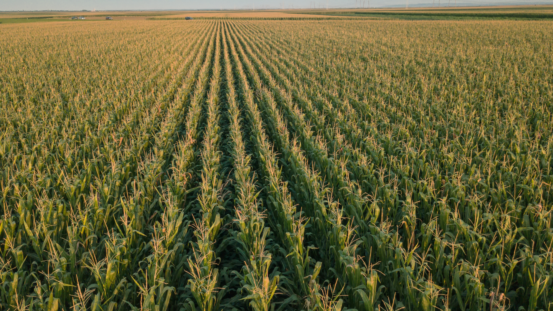 ag econ forecast (7)