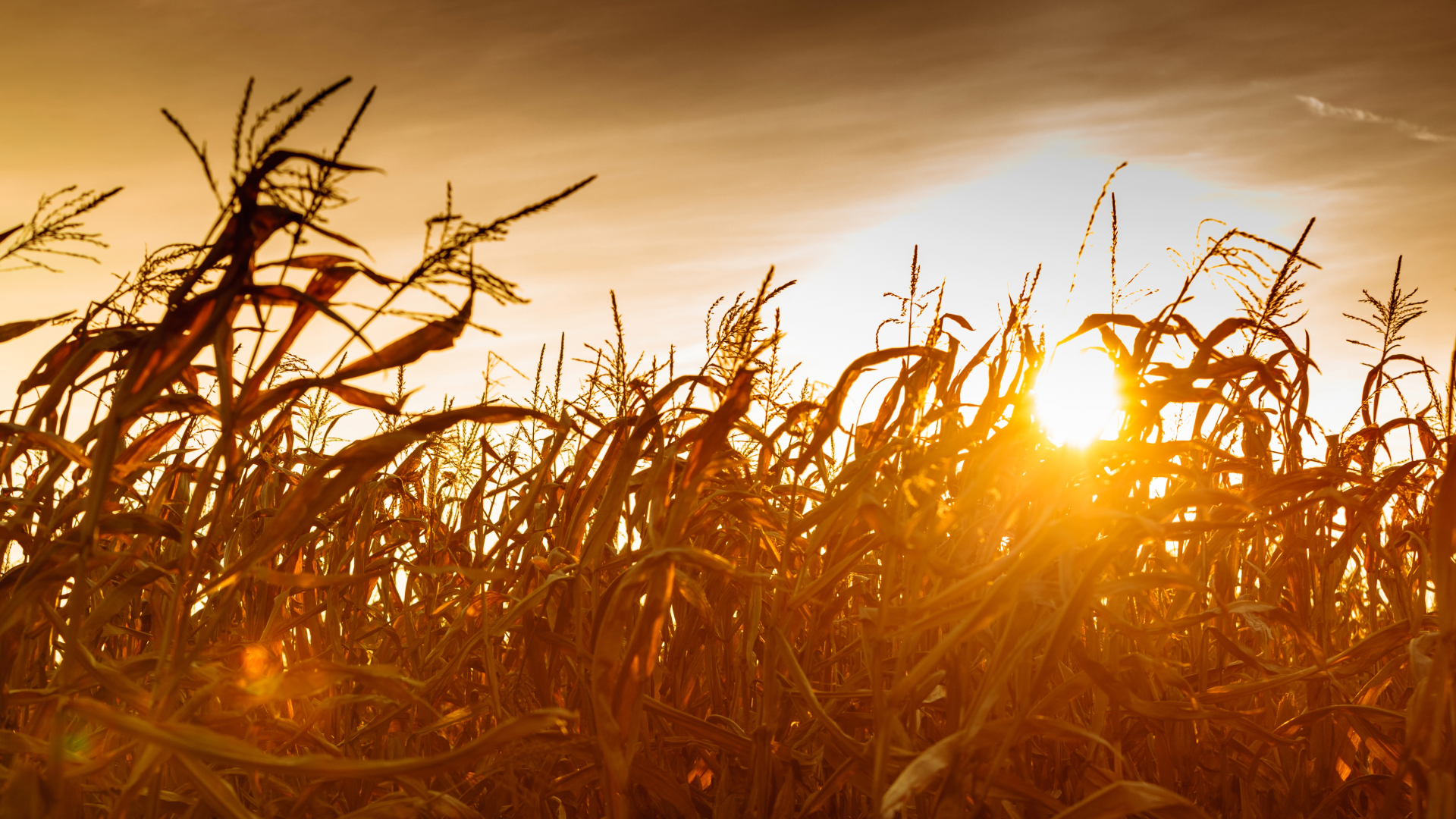 ag econ forecast (6)